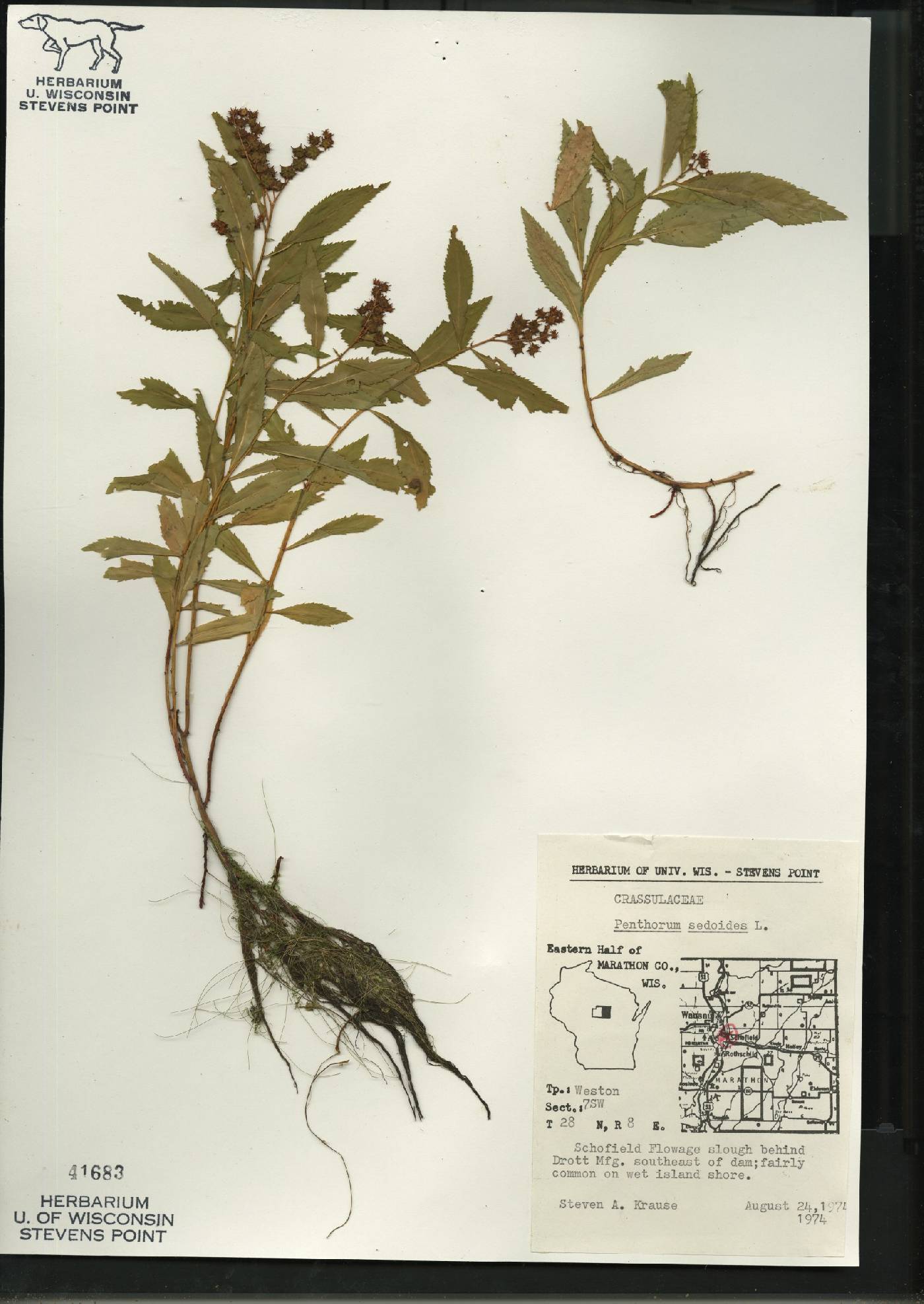 Penthorum sedoides image