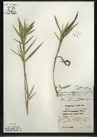 Image of Dichanthelium oligosanthes var. scribnerianum