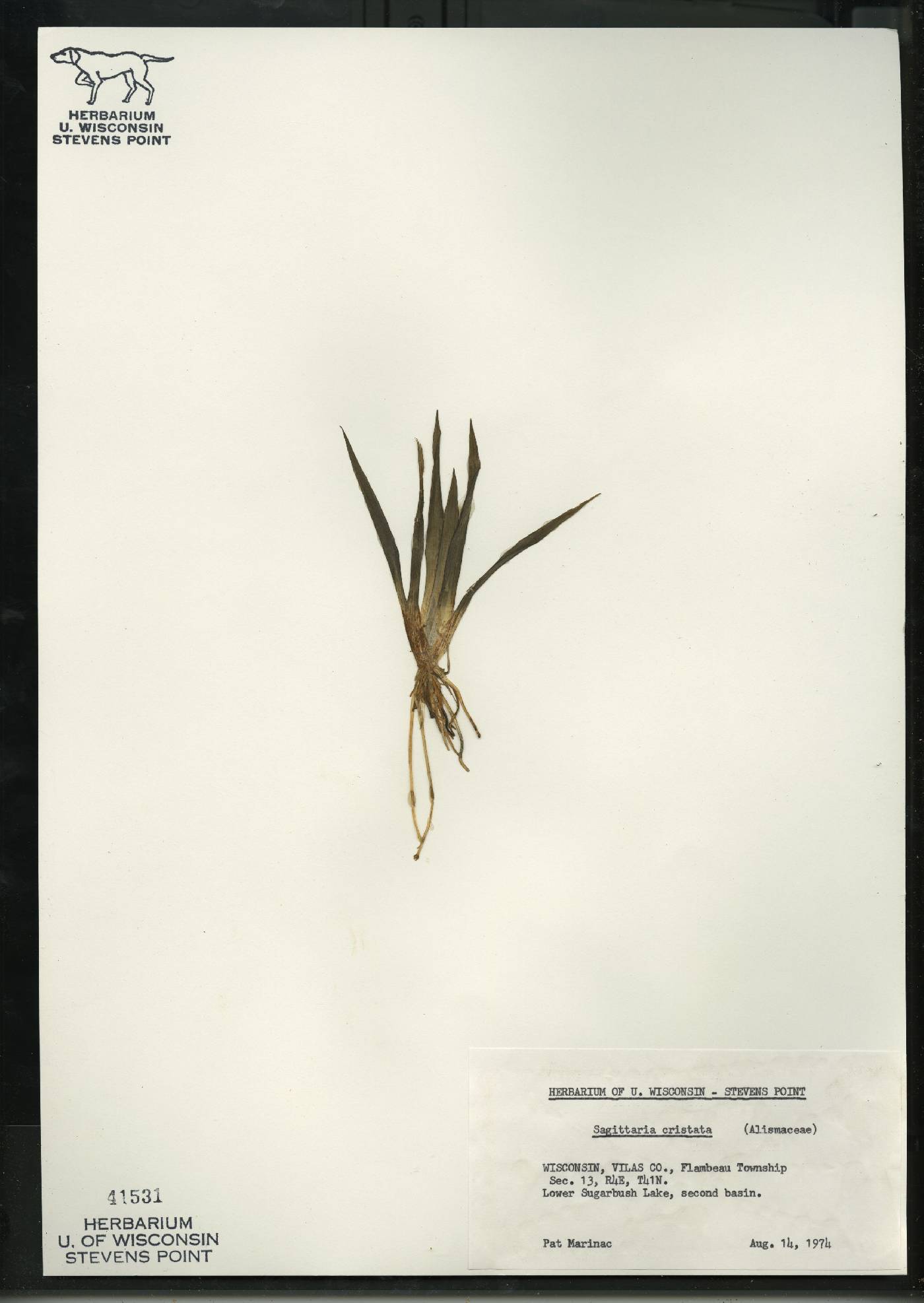 Sagittaria cristata image
