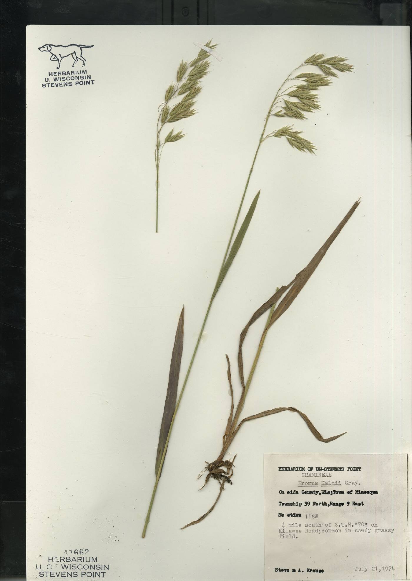 Bromus kalmii image