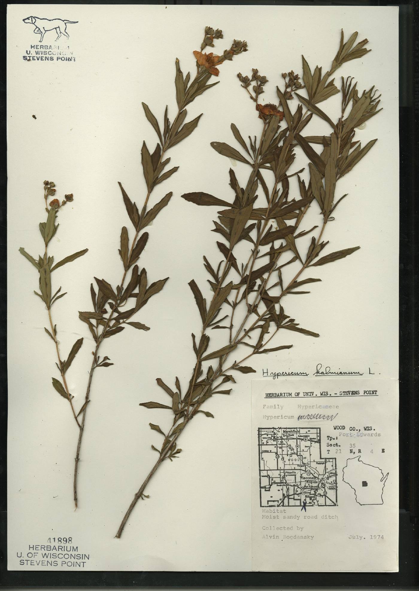 Hypericum kalmianum image