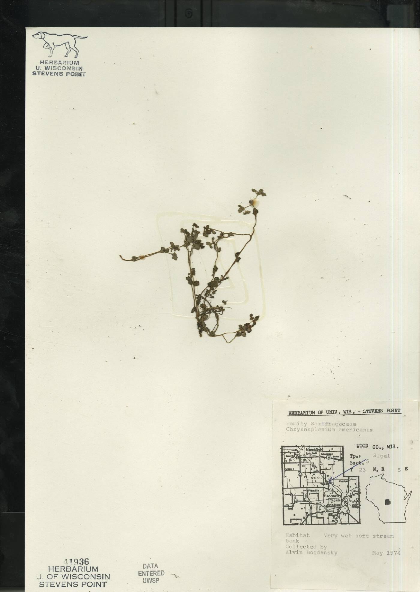 Chrysosplenium americanum image