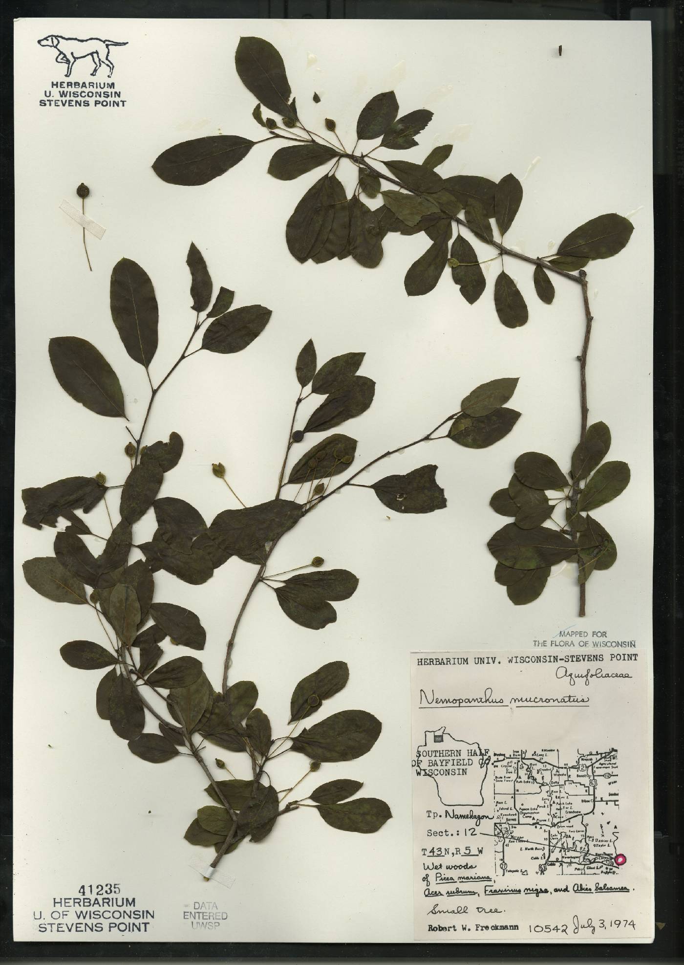Ilex mucronata image