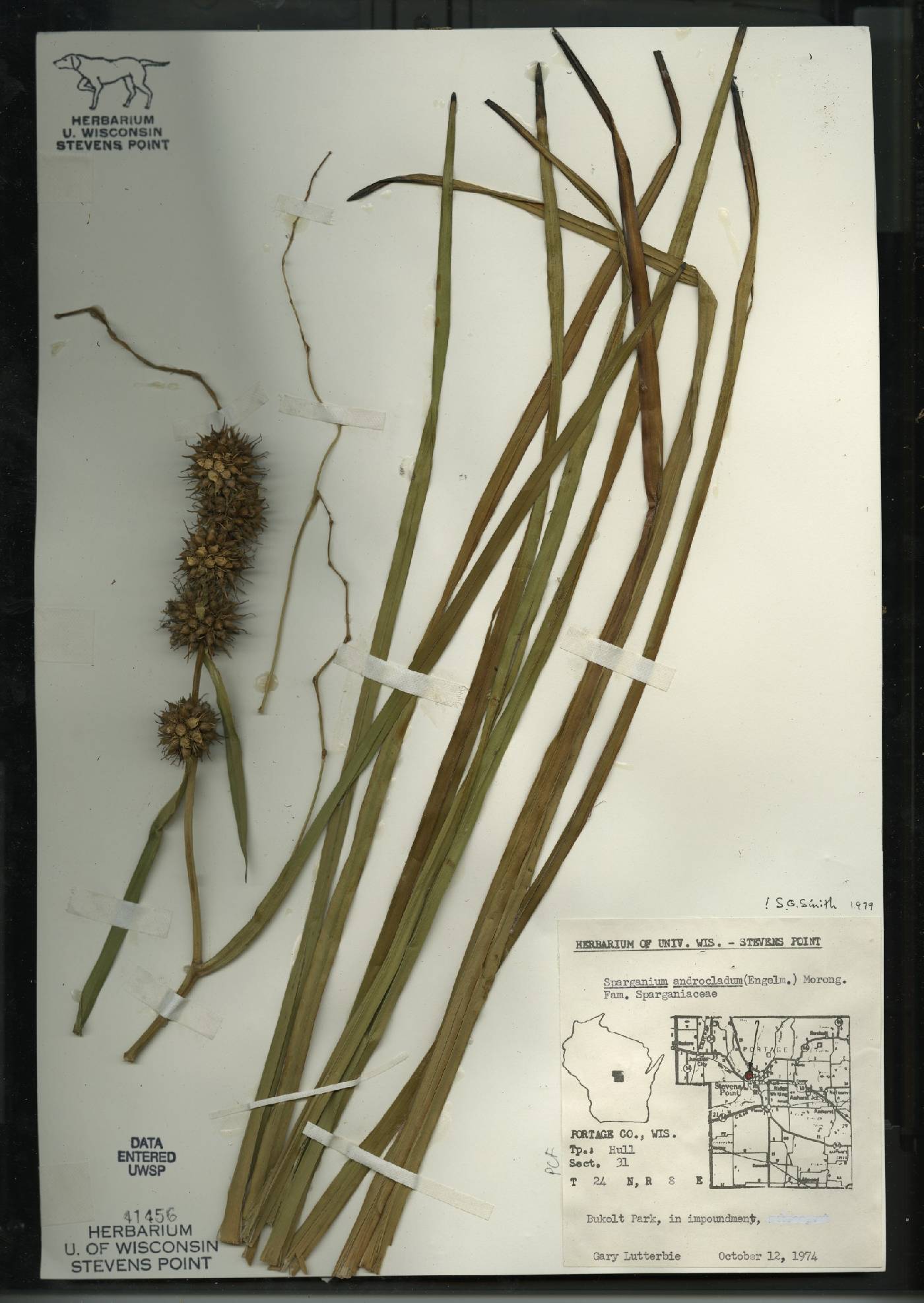 Sparganium androcladum image