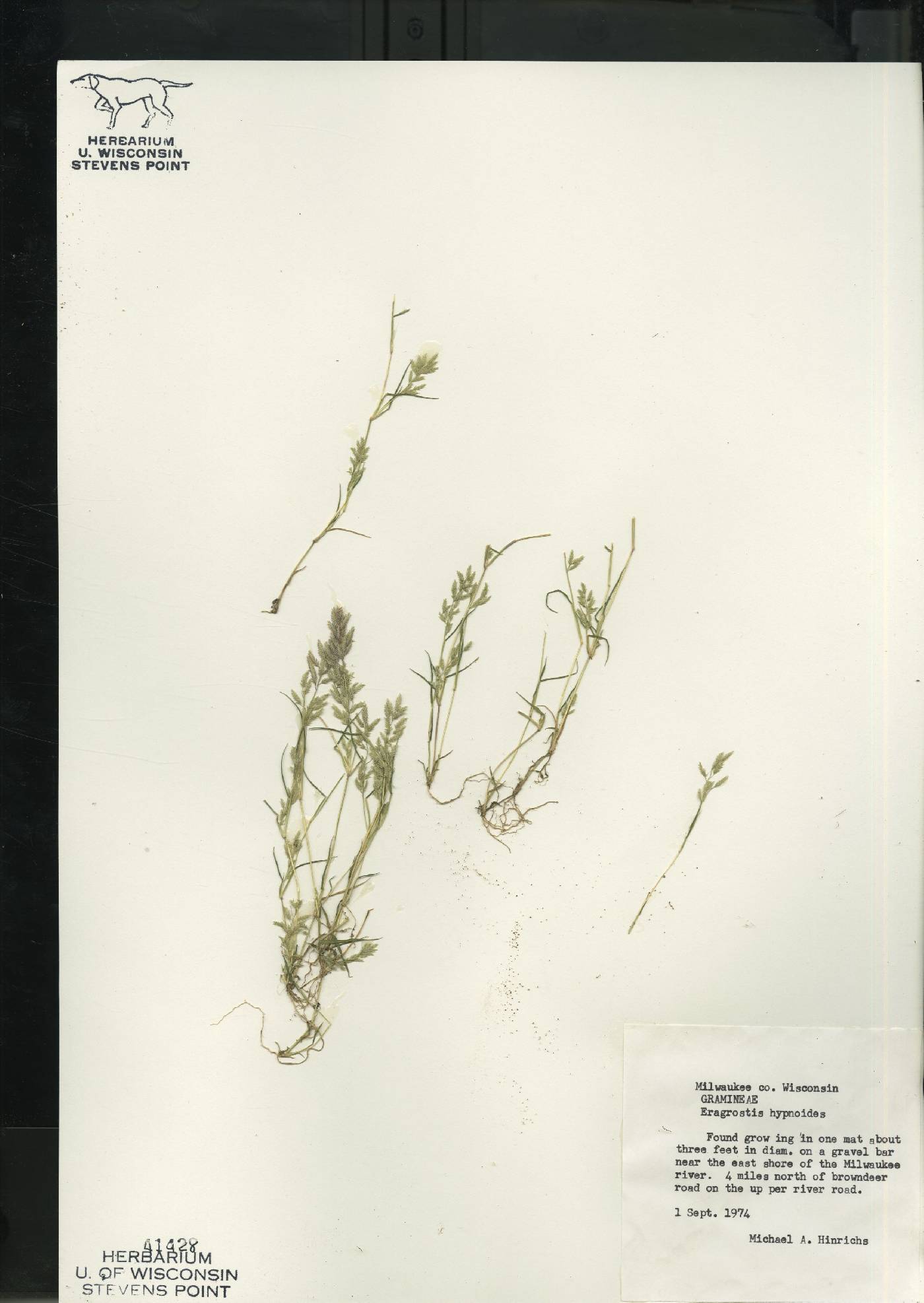 Eragrostis hypnoides image