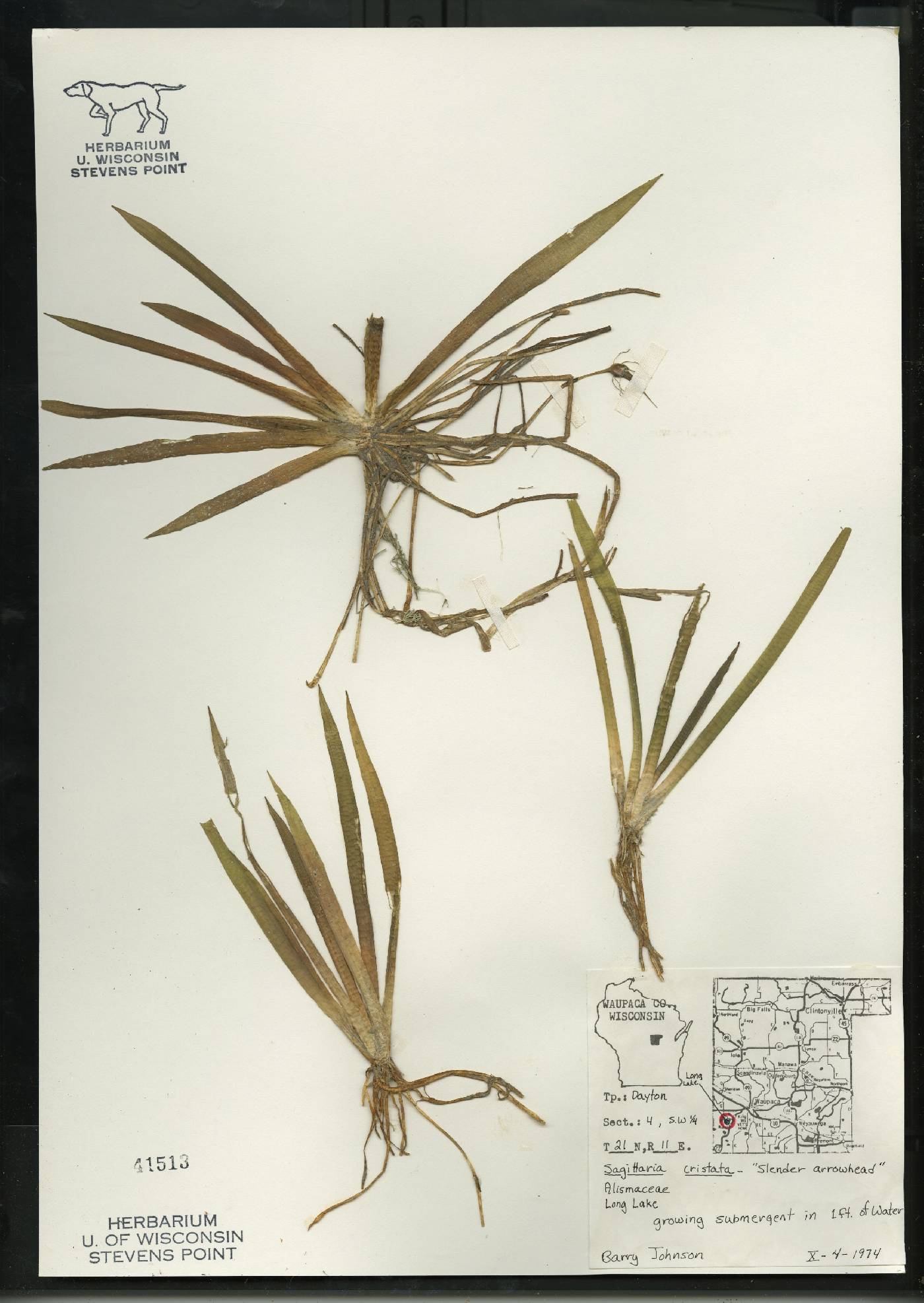 Sagittaria cristata image