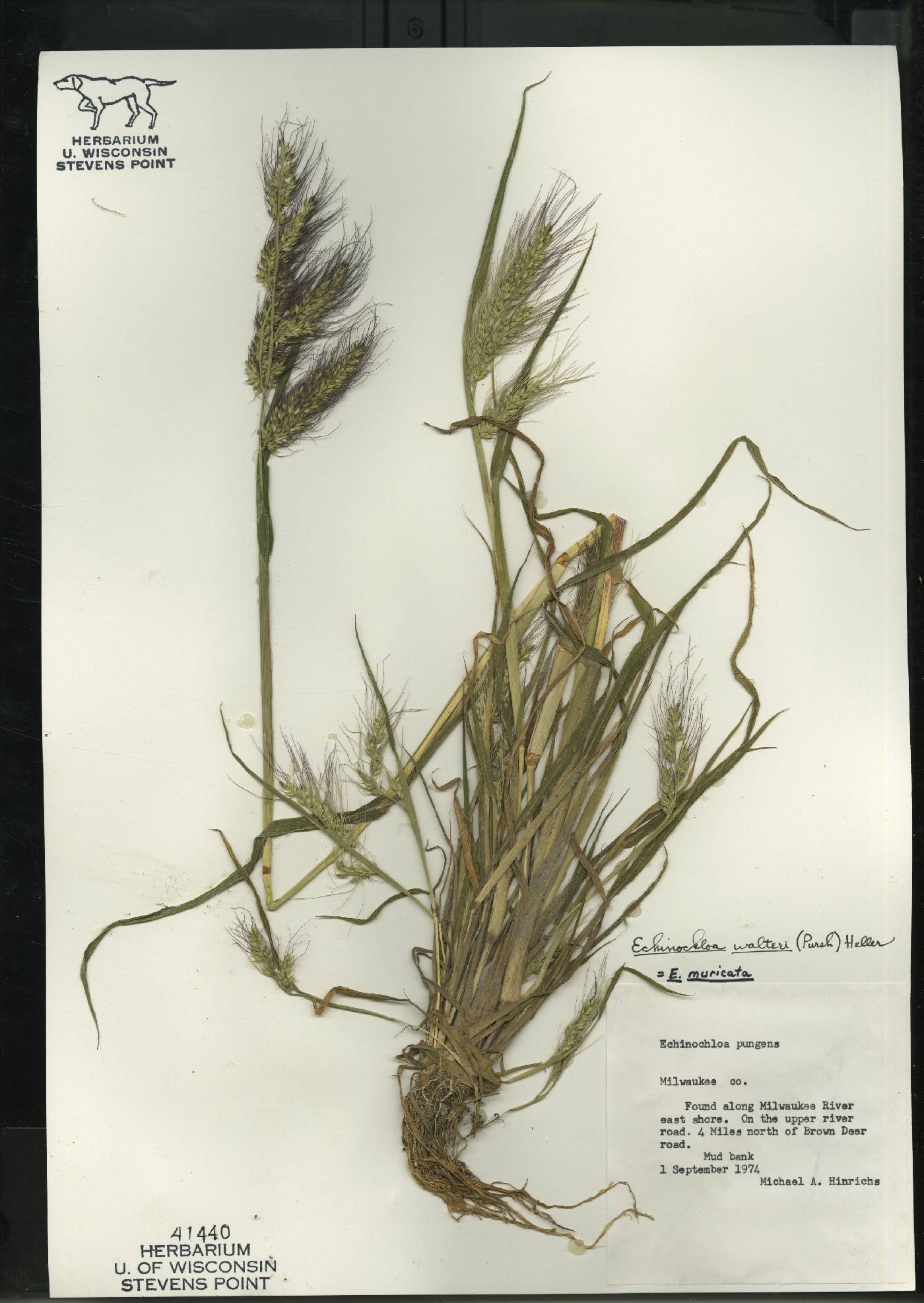 Echinochloa walteri image