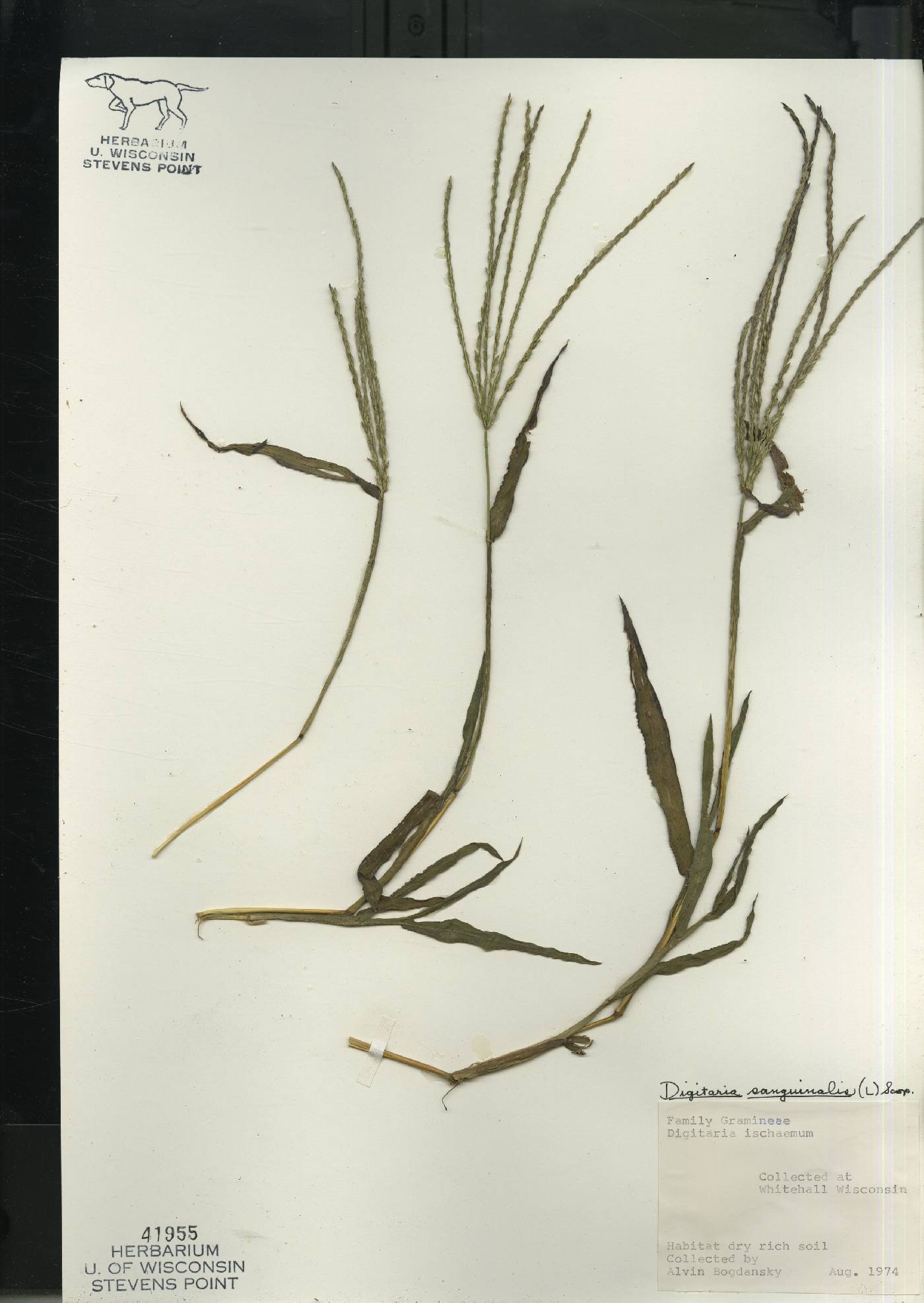 Digitaria sanguinalis image