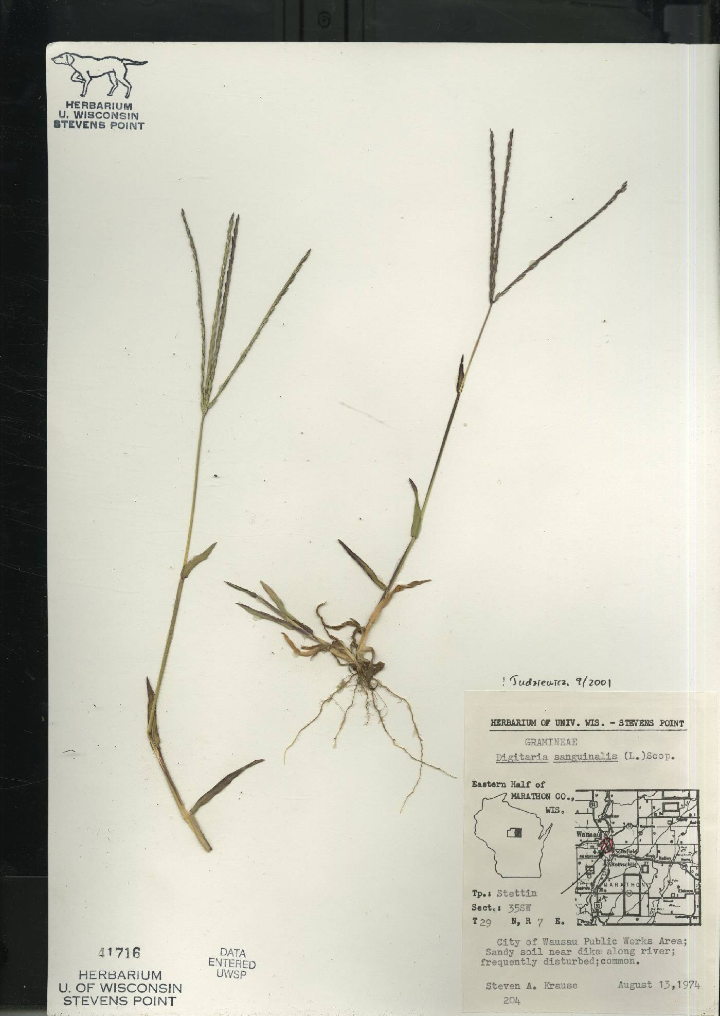 Digitaria sanguinalis image