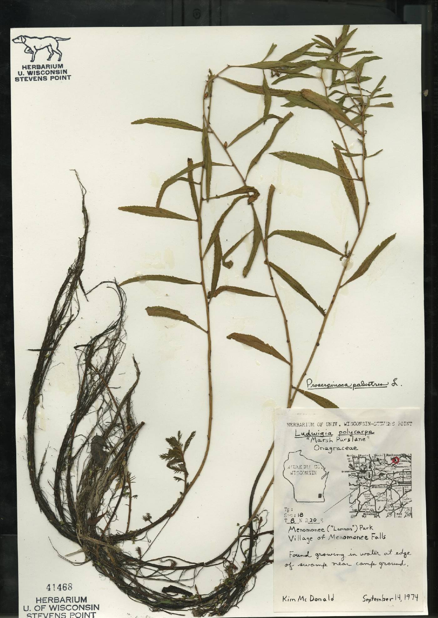 Proserpinaca palustris var. crebra image