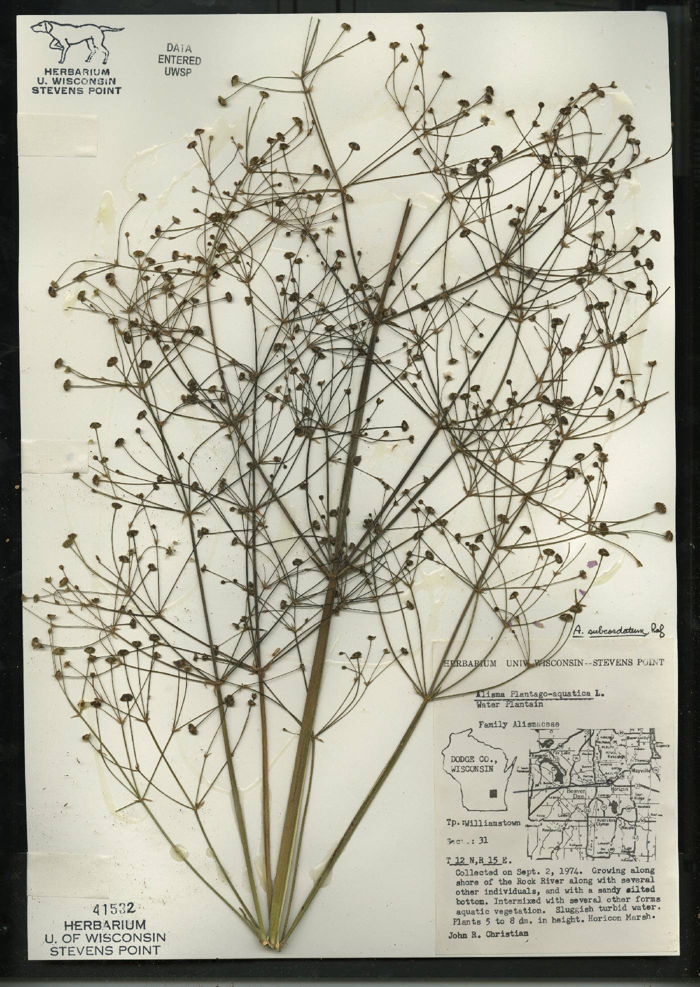 Alisma subcordatum image