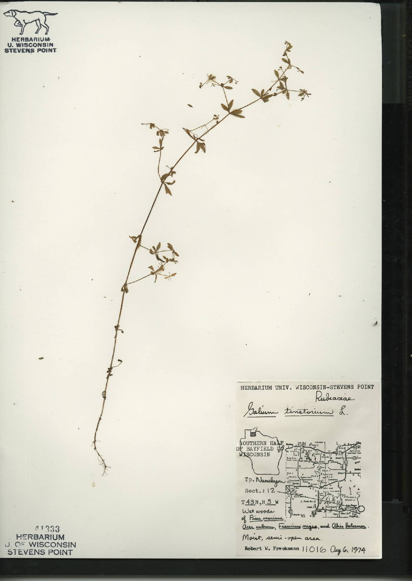 Galium tinctorium image