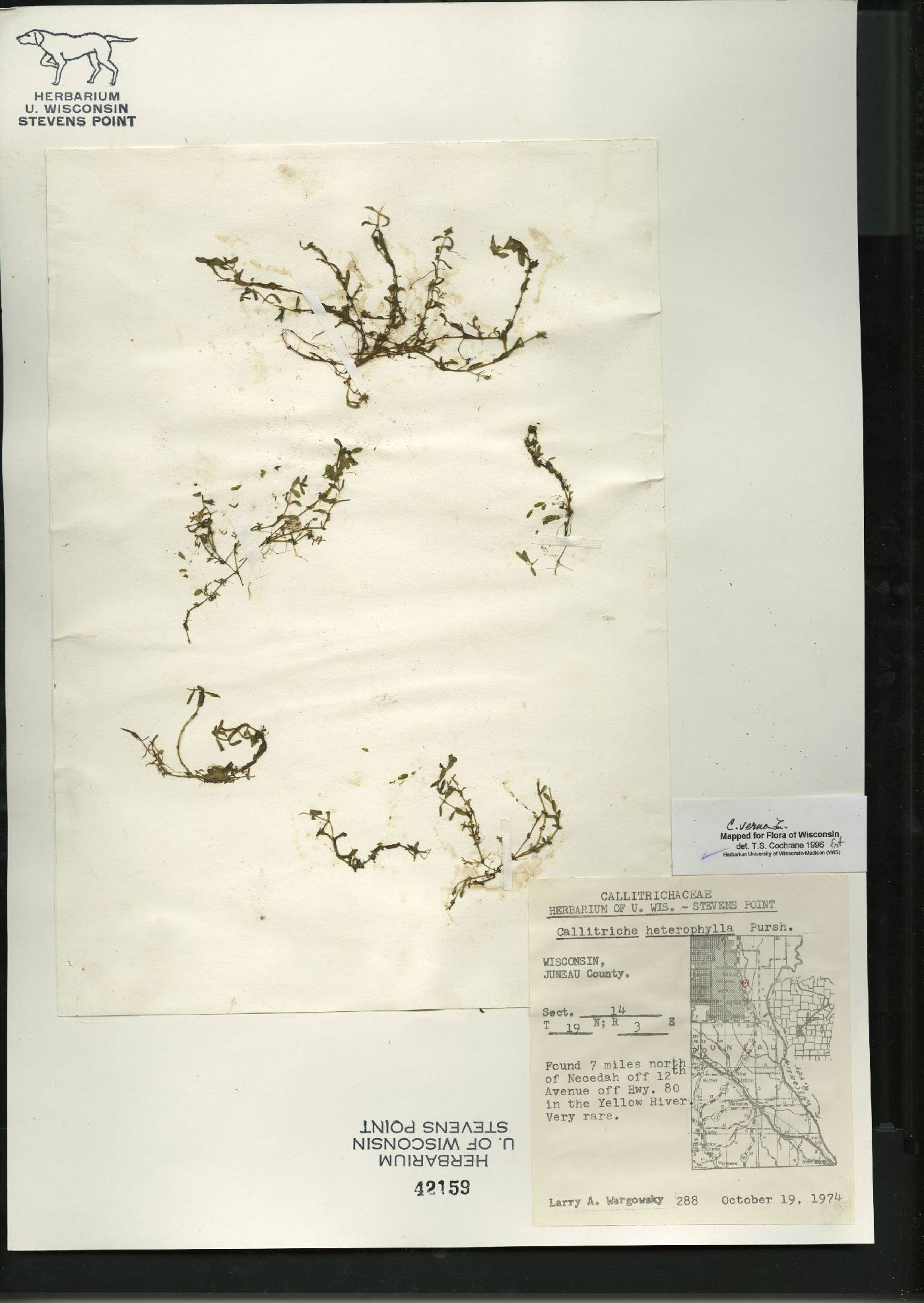 Callitriche palustris image