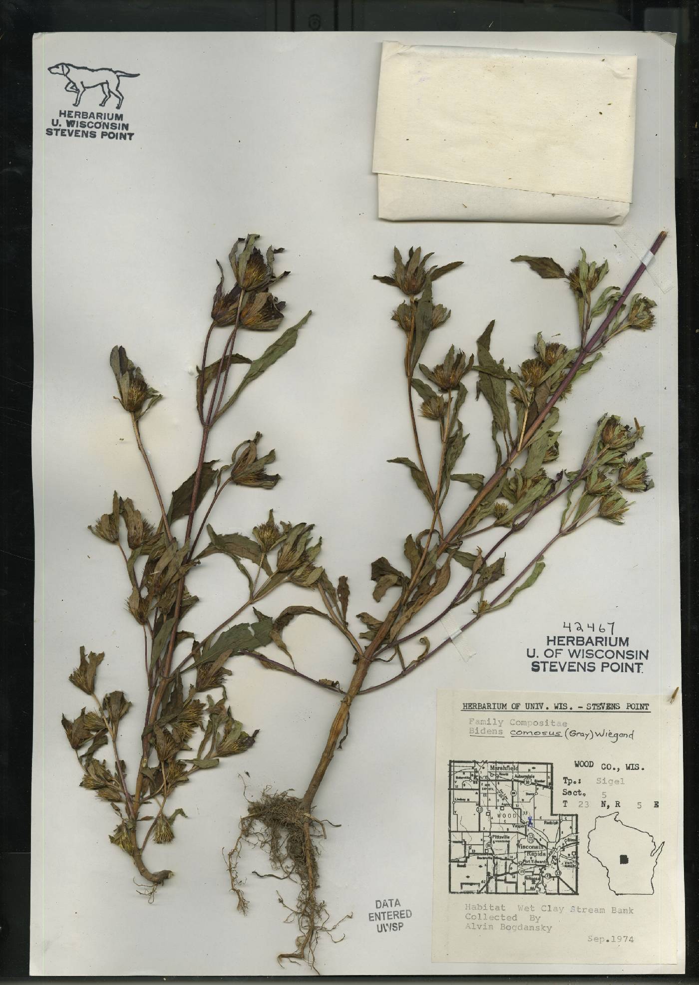 Bidens tripartita image