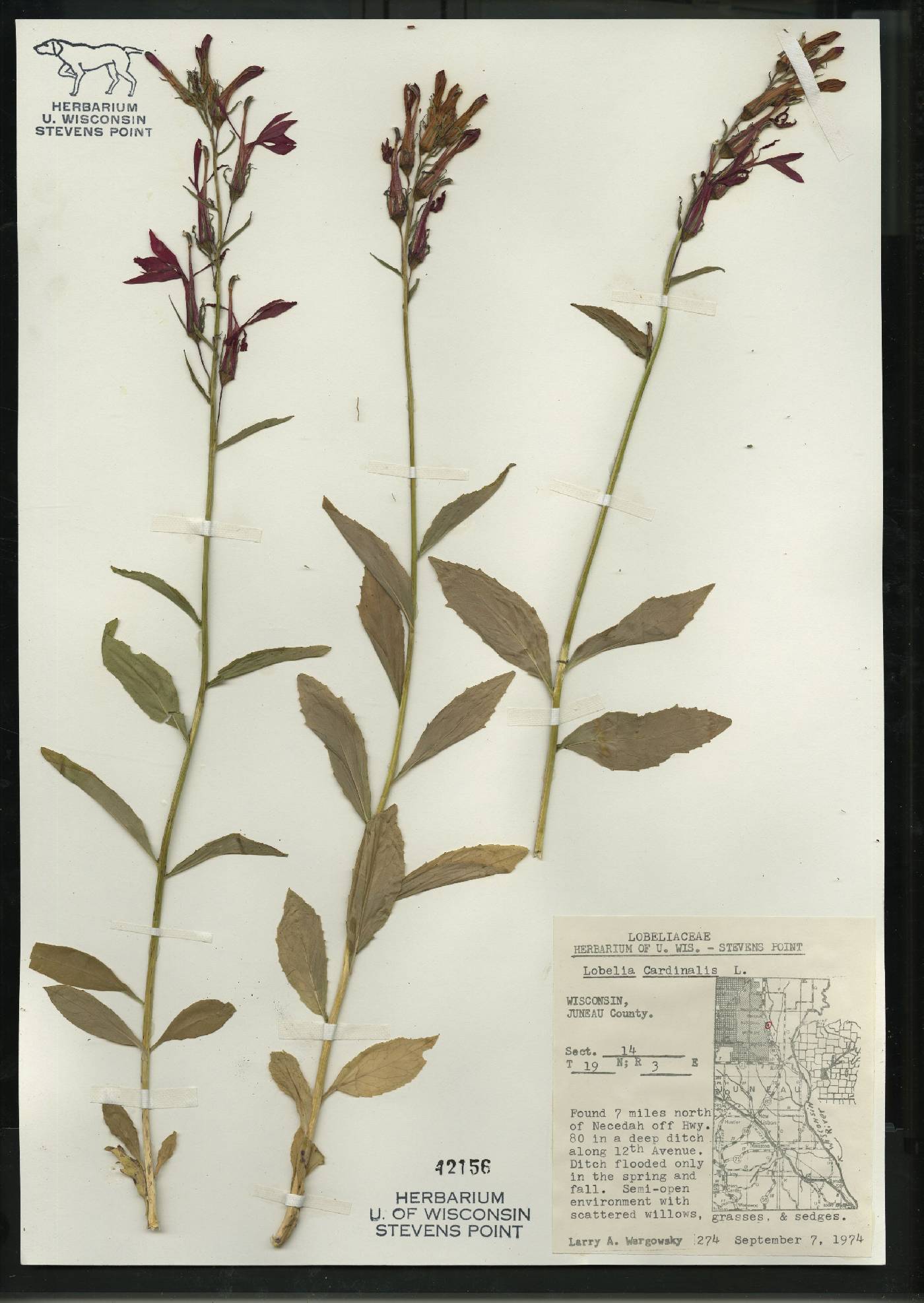 Lobelia cardinalis var. cardinalis image