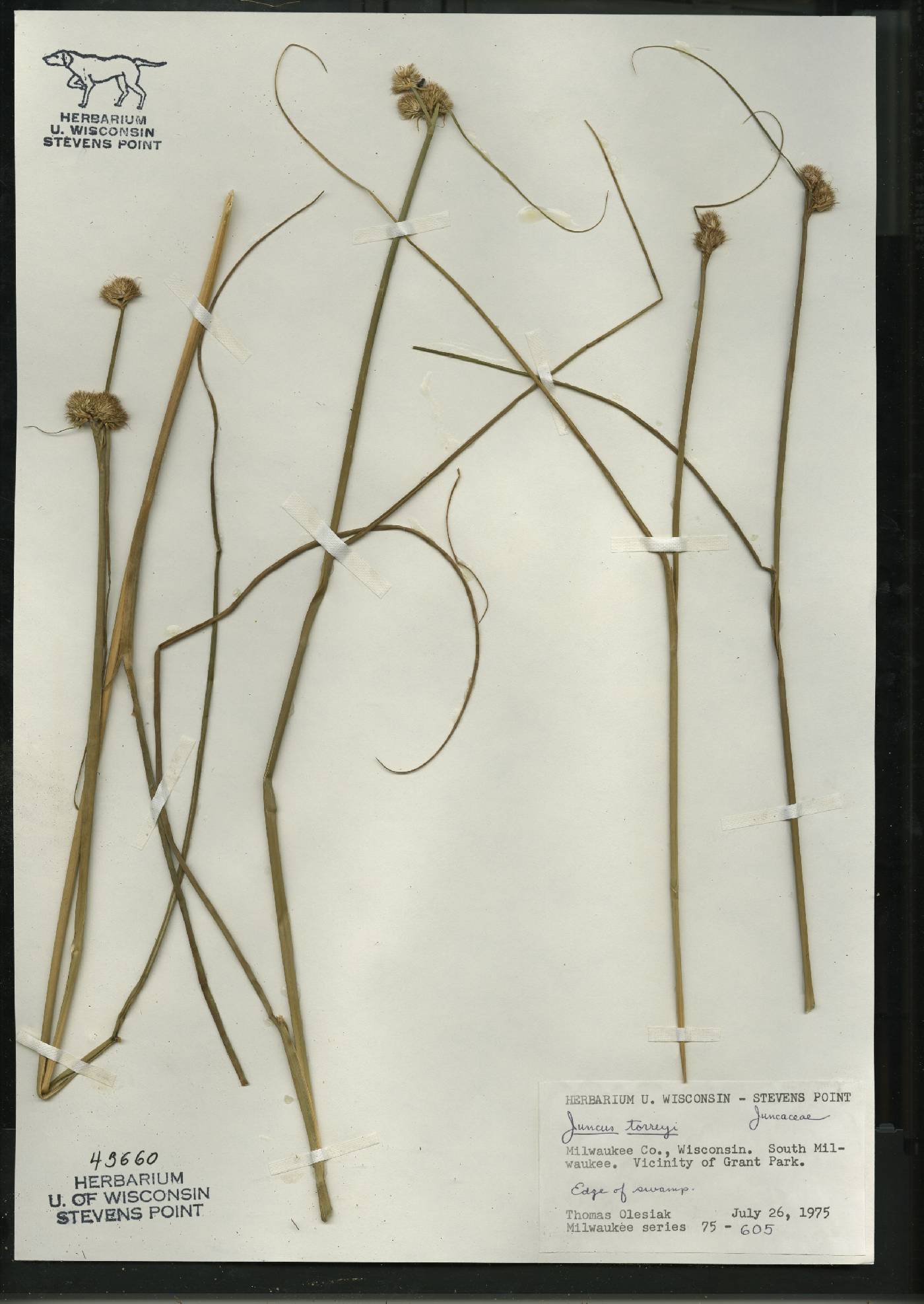 Juncus torreyi image