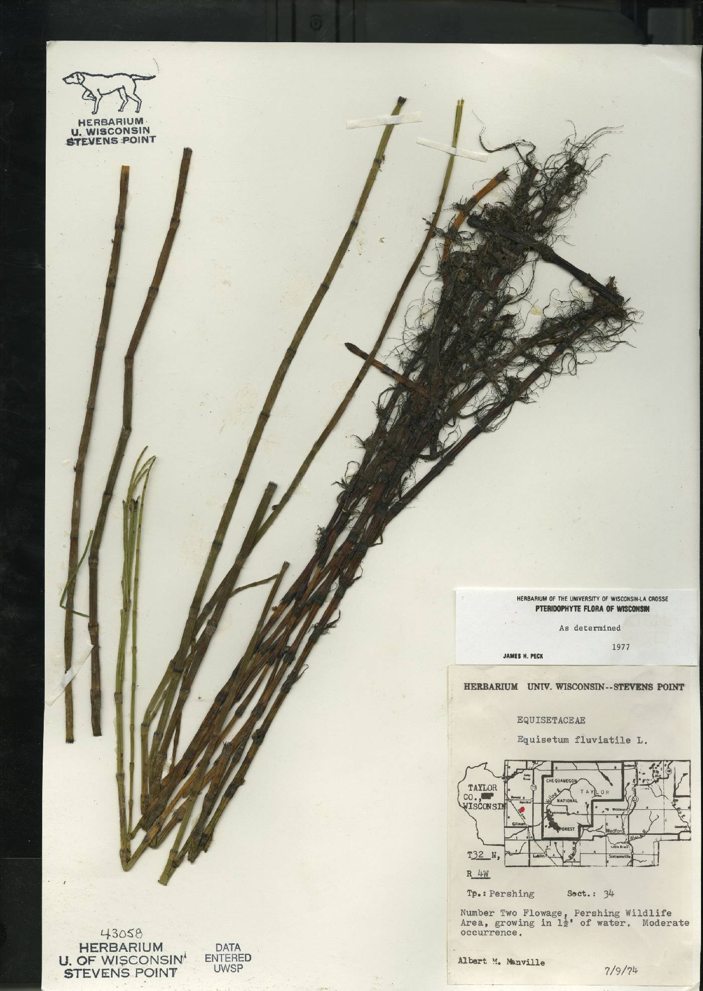 Equisetum fluviatile image