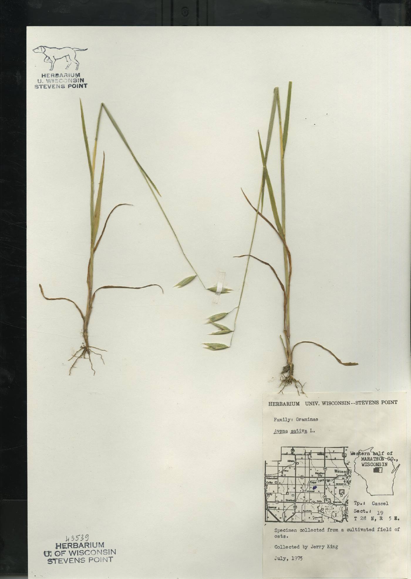 Avena sativa image
