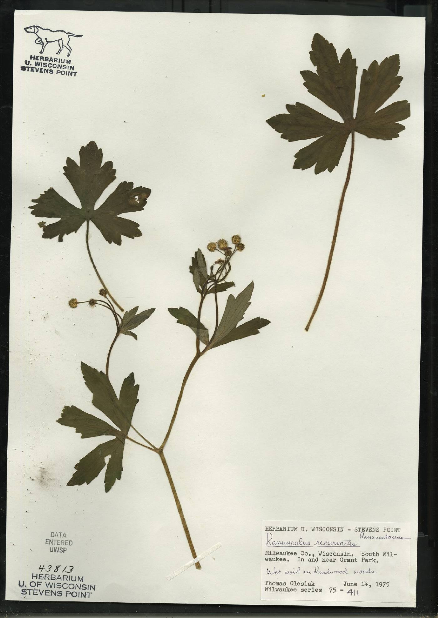 Ranunculus recurvatus var. recurvatus image