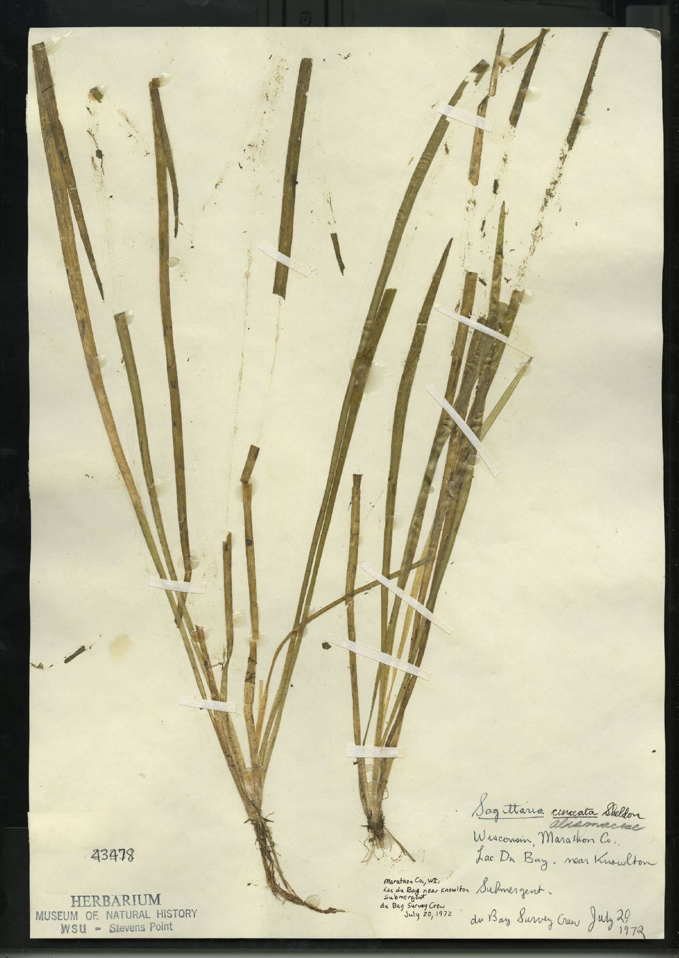 Sagittaria cuneata image