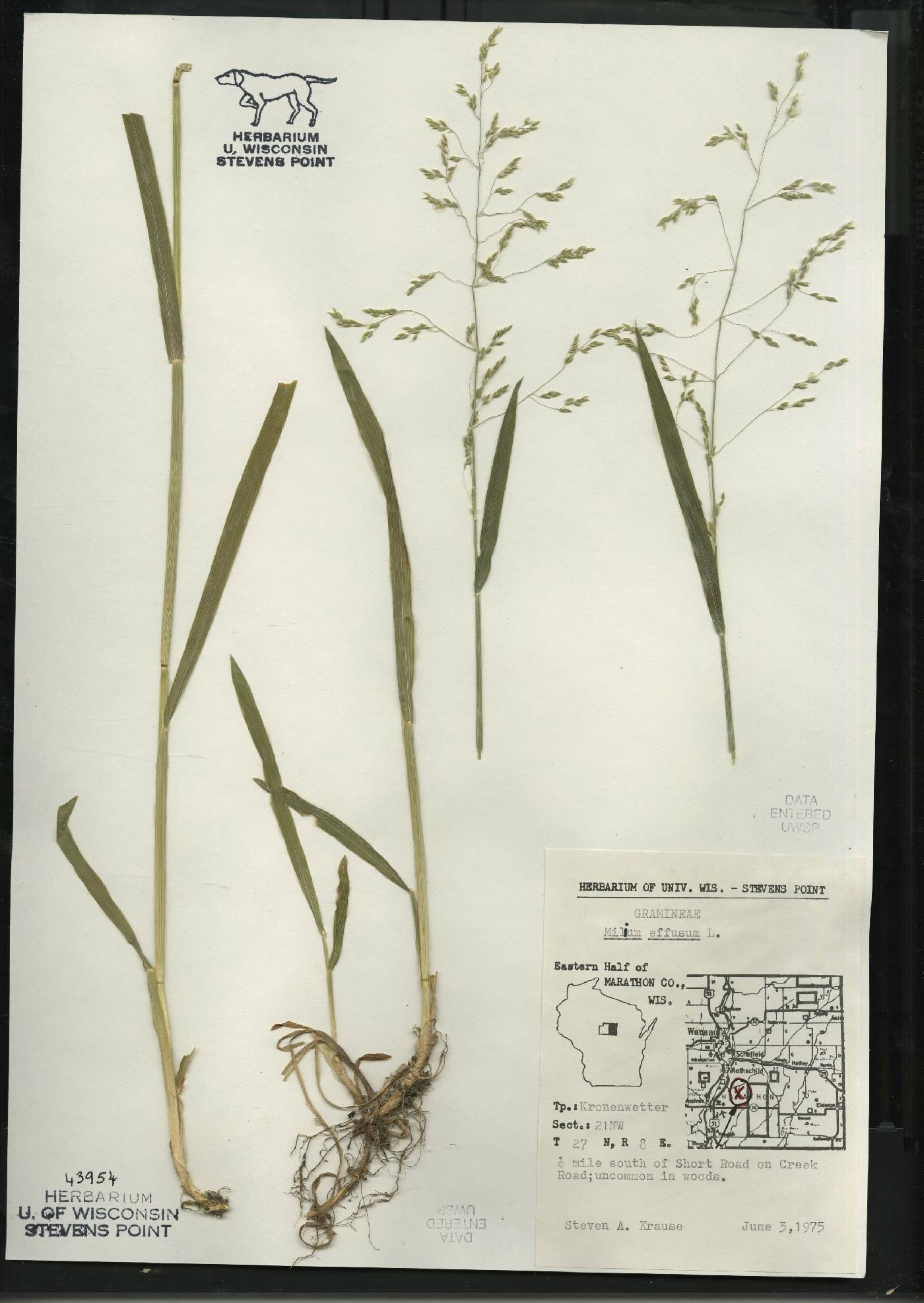 Milium effusum image