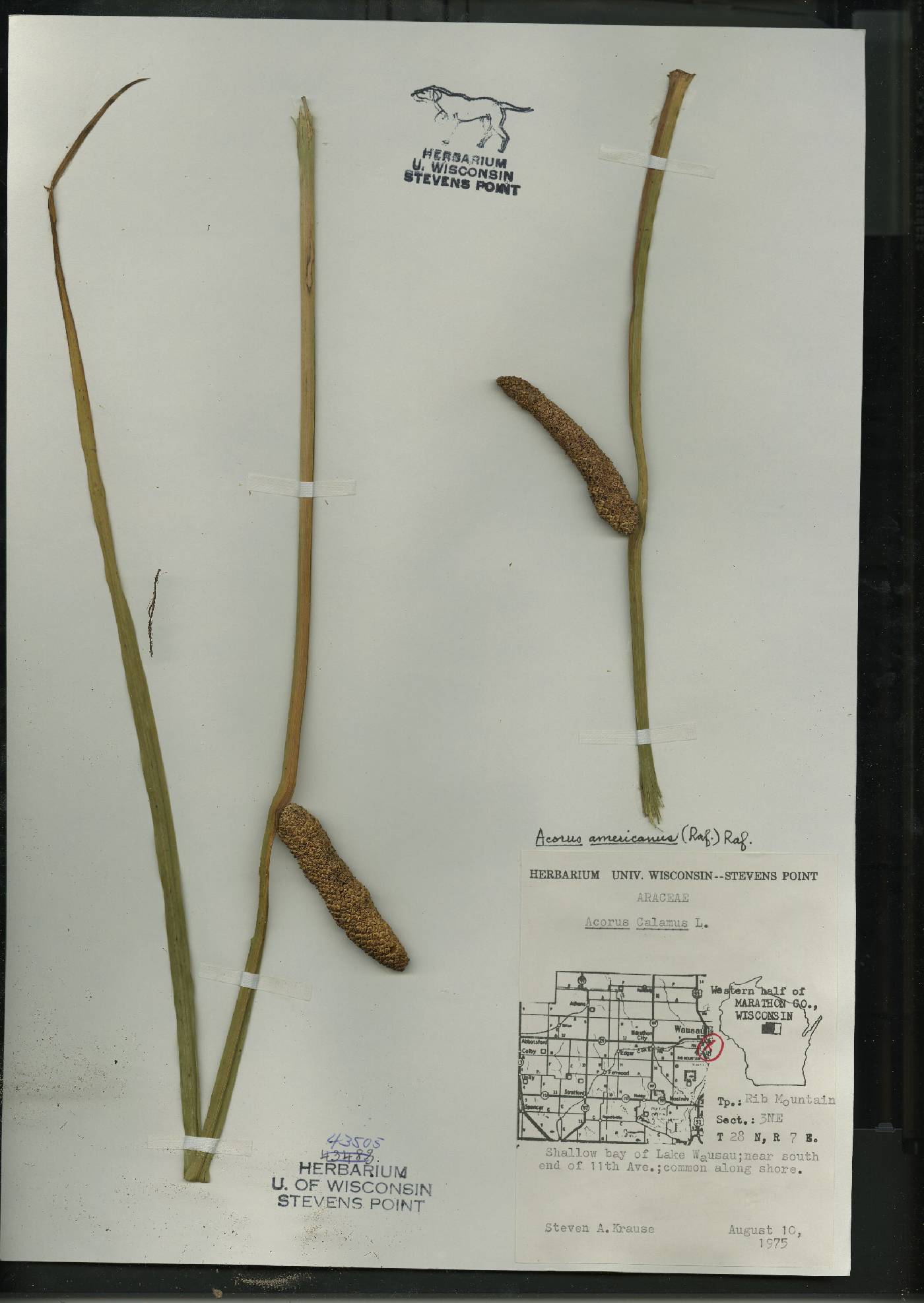 Acorus americanus image