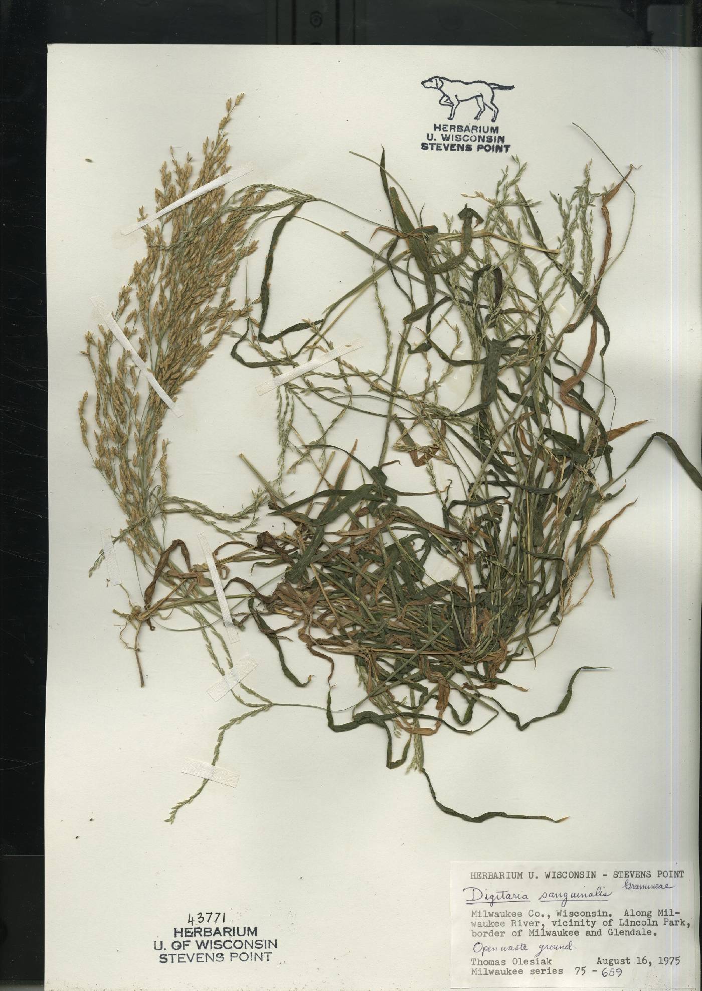 Digitaria sanguinalis image