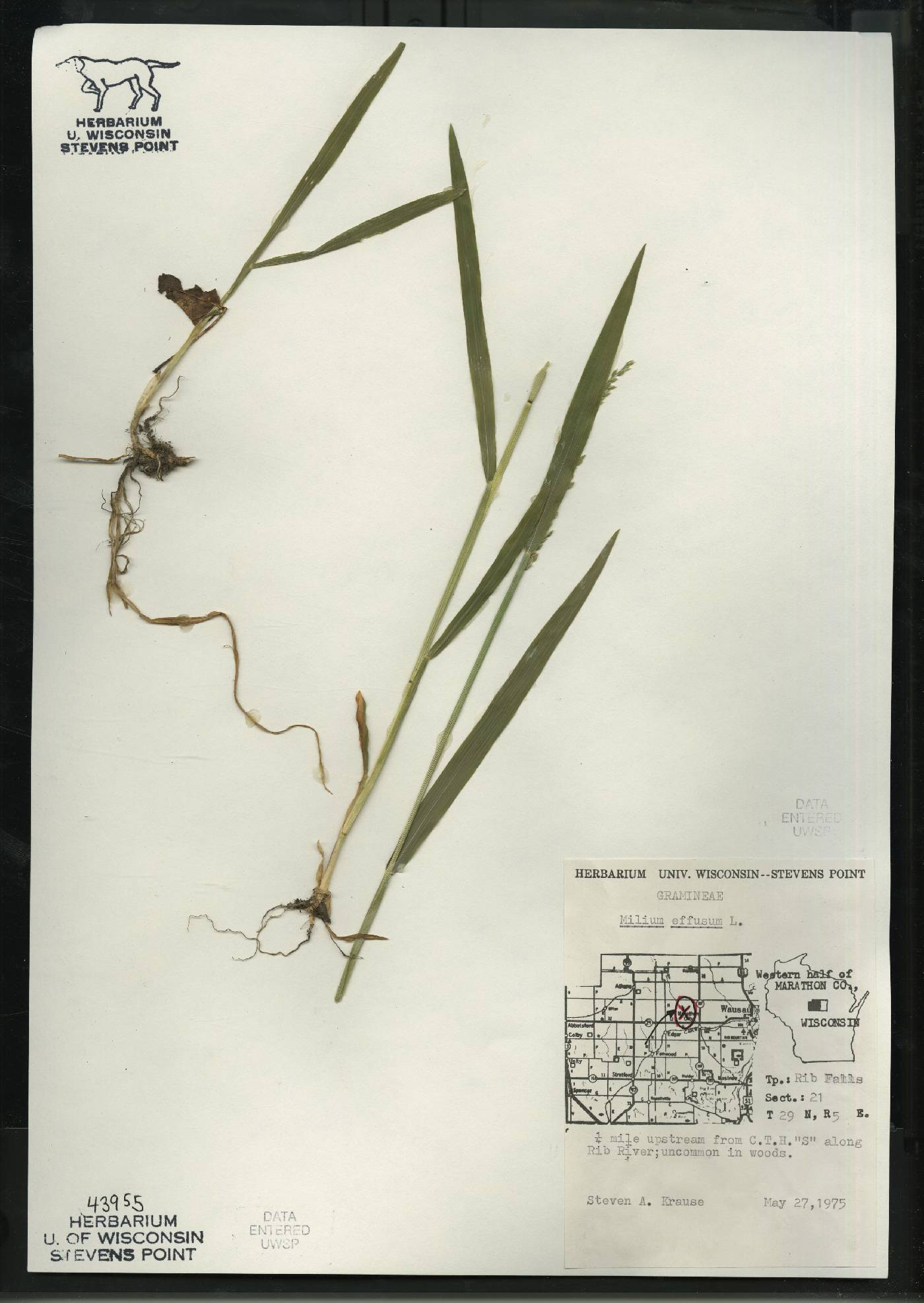 Milium effusum image