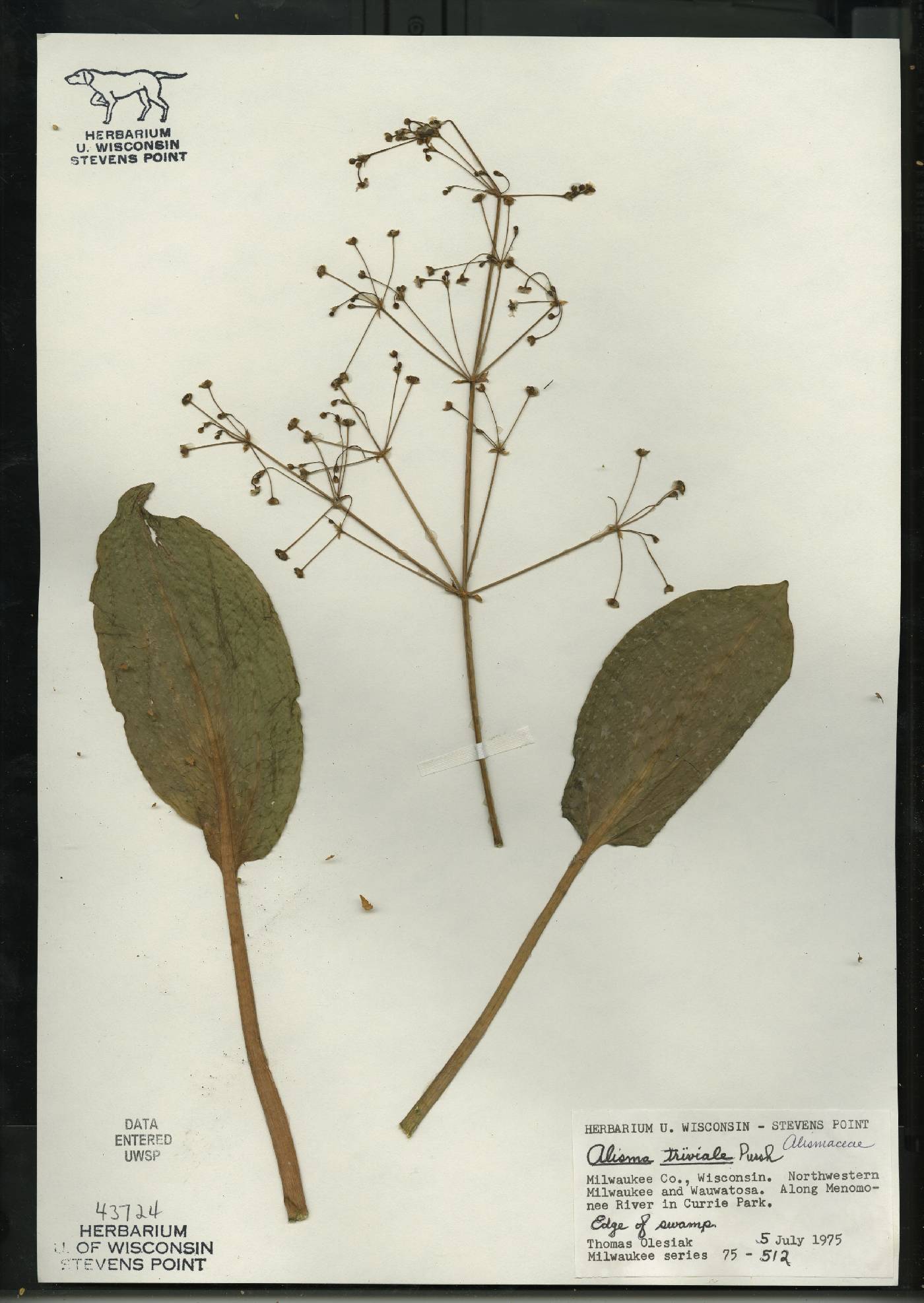 Alisma triviale image