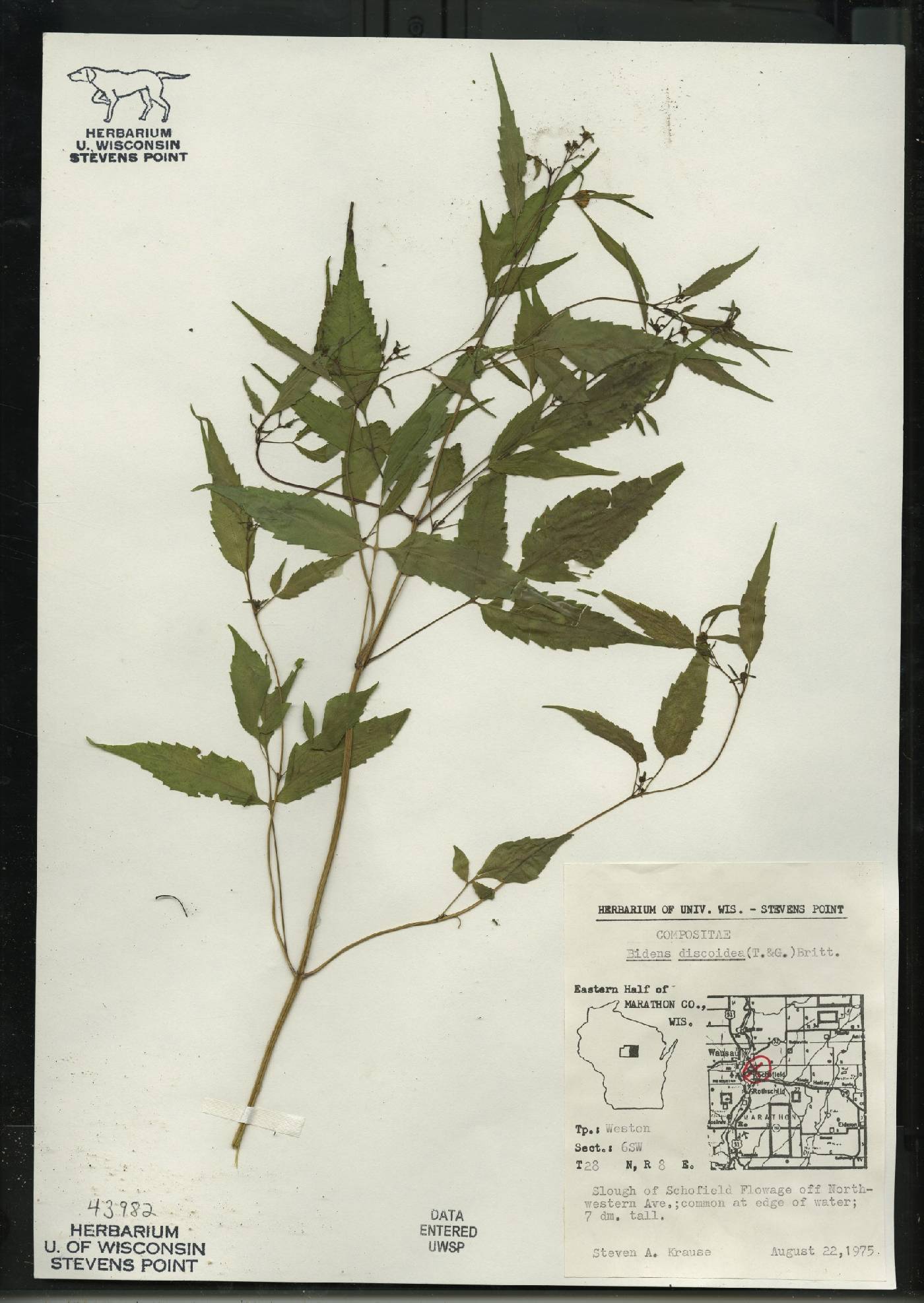 Bidens discoidea image