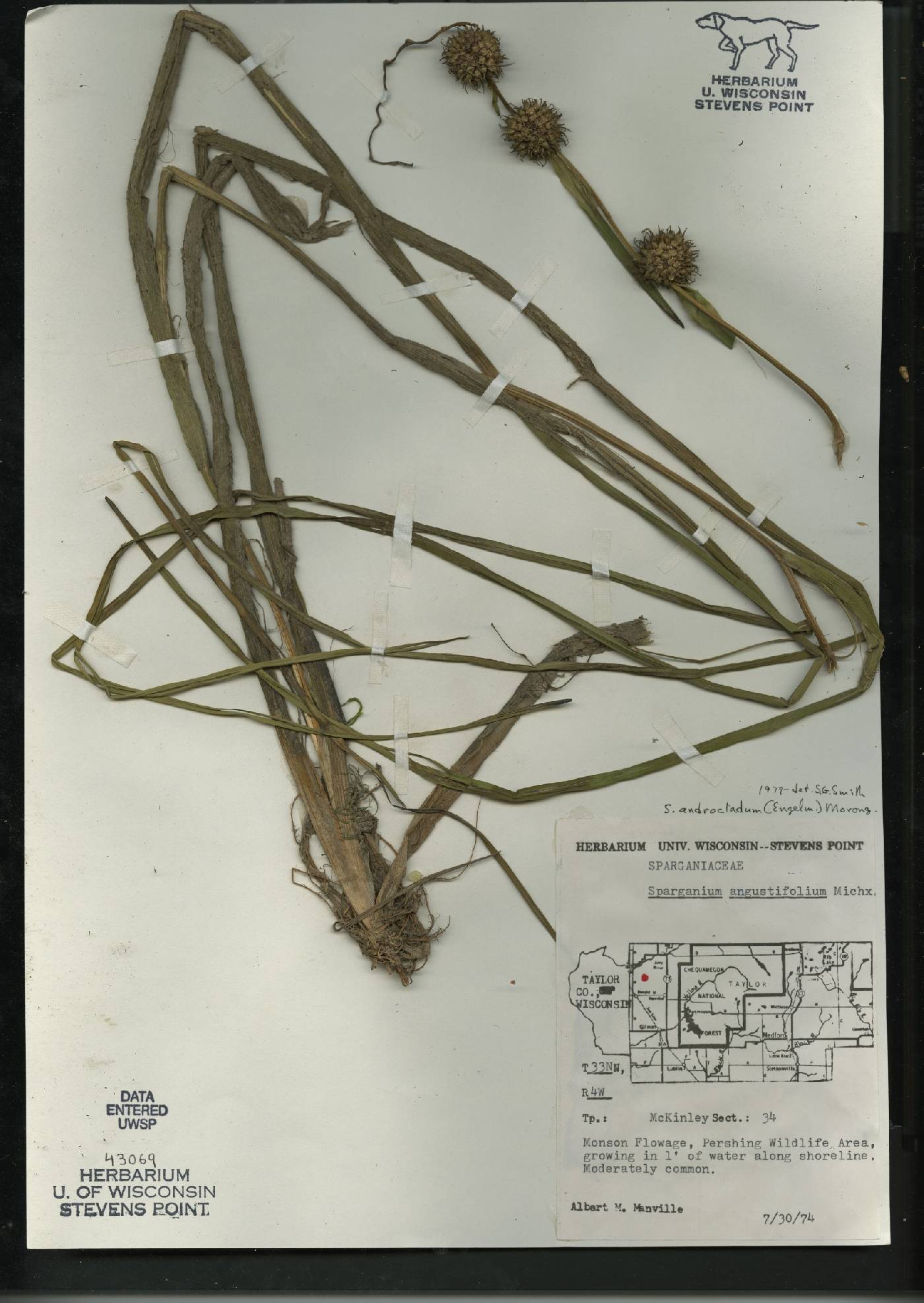 Sparganium androcladum image
