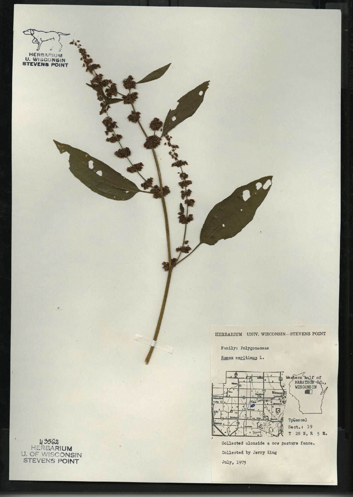 Rumex fueginus image