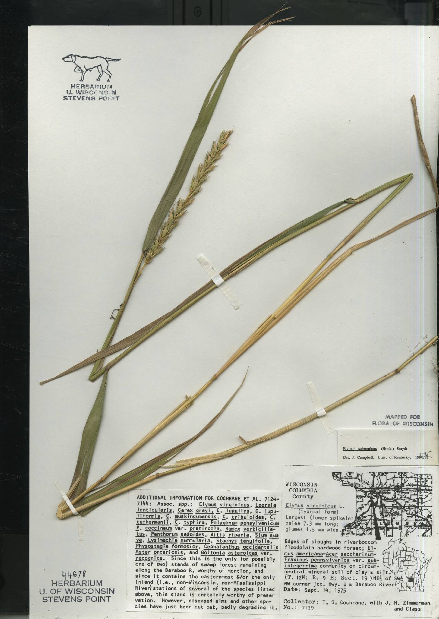 Elymus curvatus image