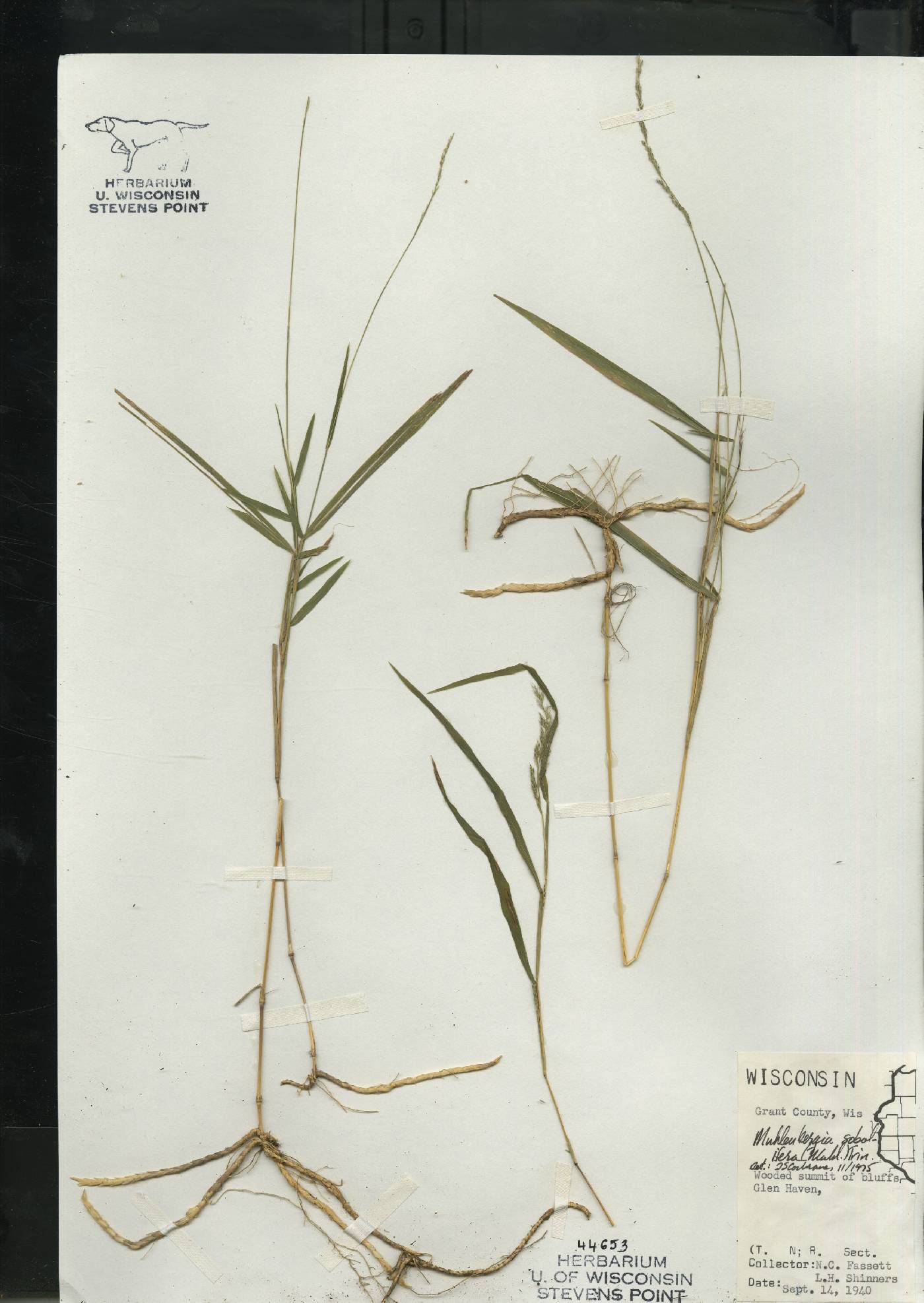 Muhlenbergia sobolifera image