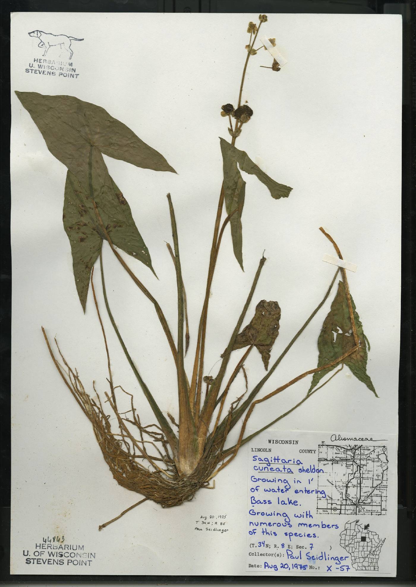 Sagittaria cuneata image