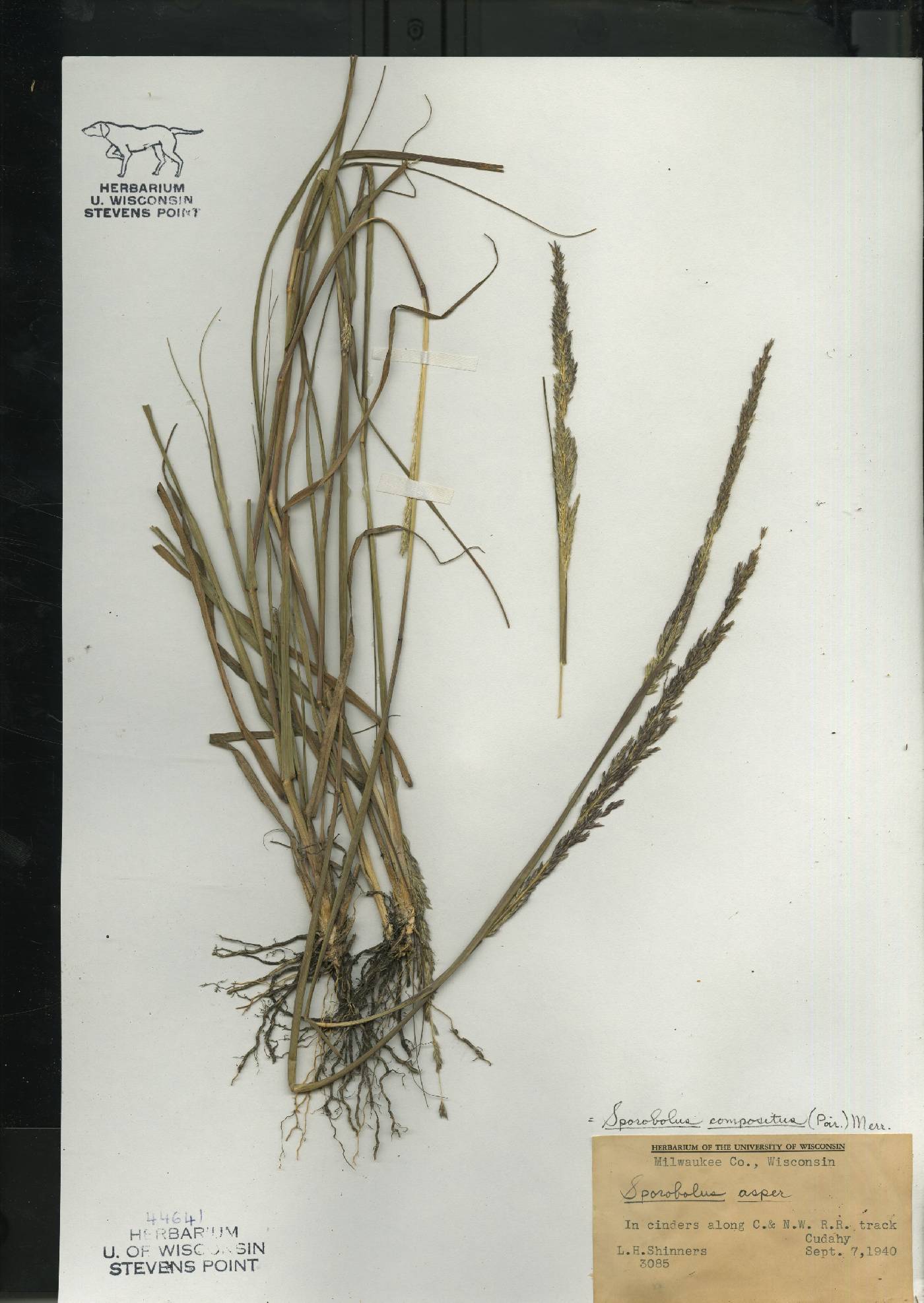 Sporobolus compositus var. compositus image