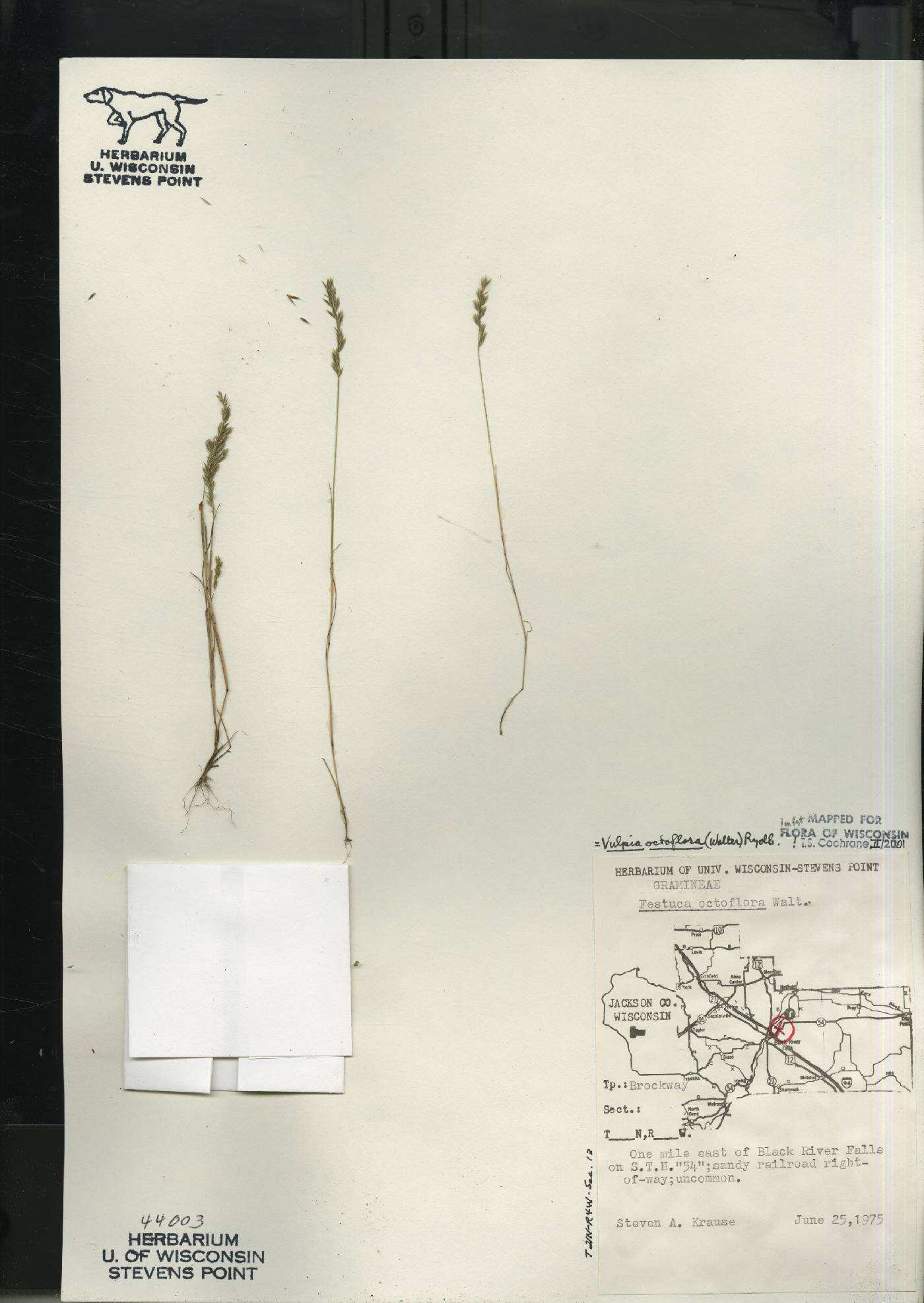 Festuca octoflora image