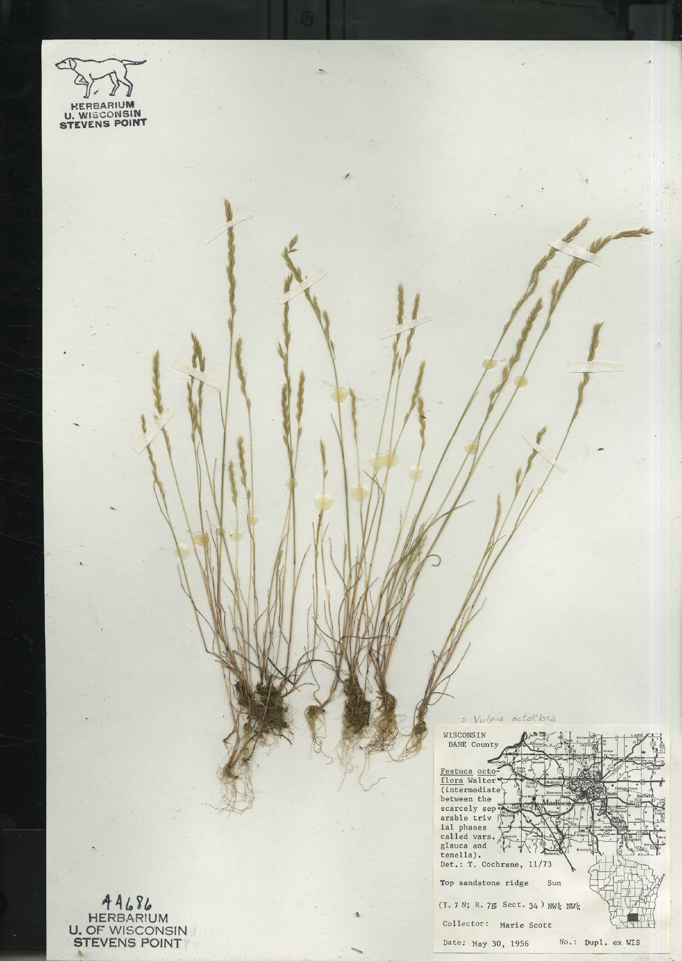 Festuca octoflora image