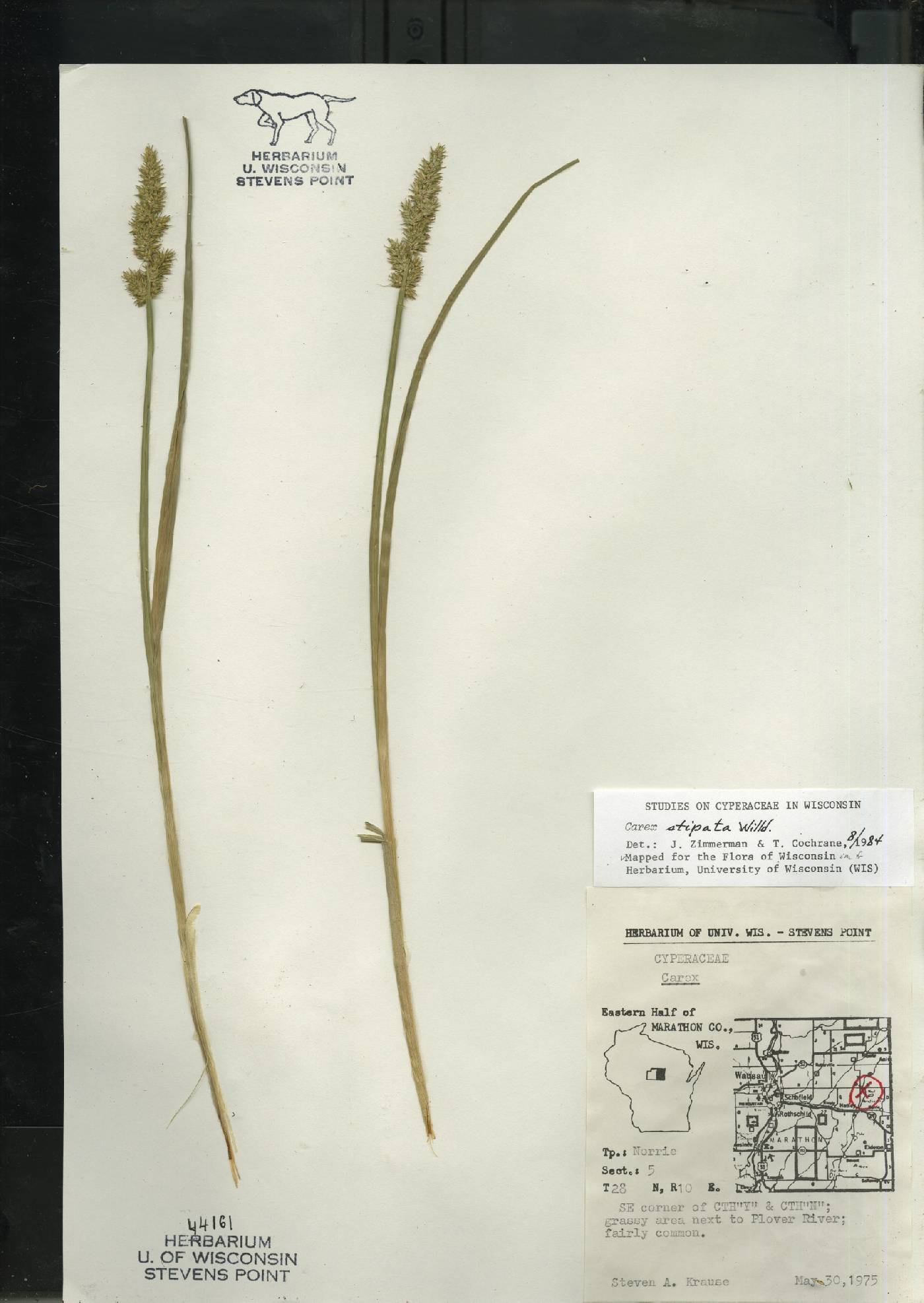 Carex stipata var. stipata image