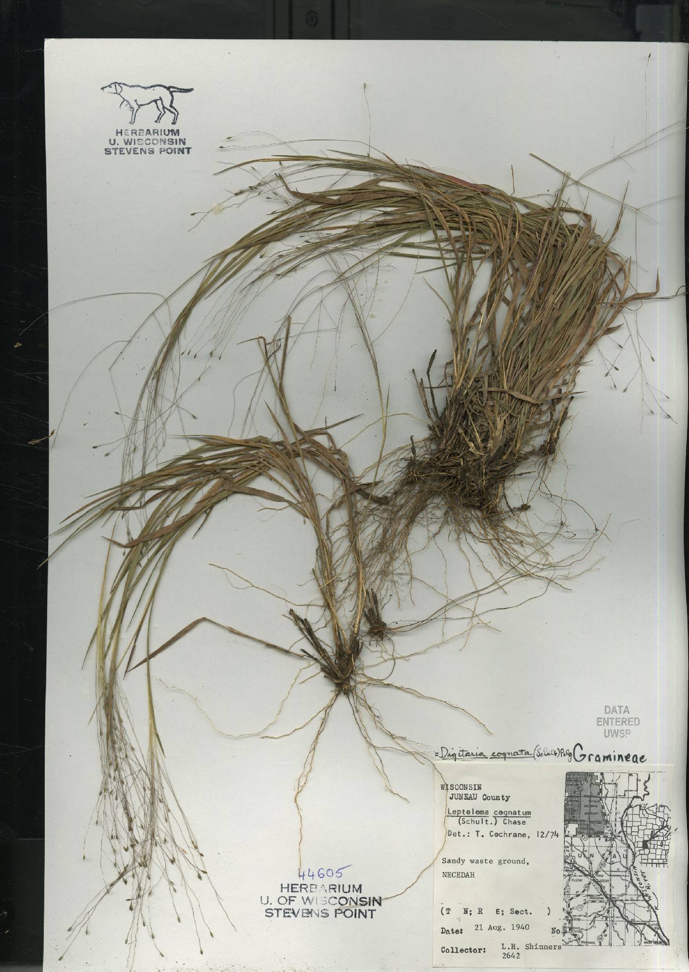 Digitaria cognata image