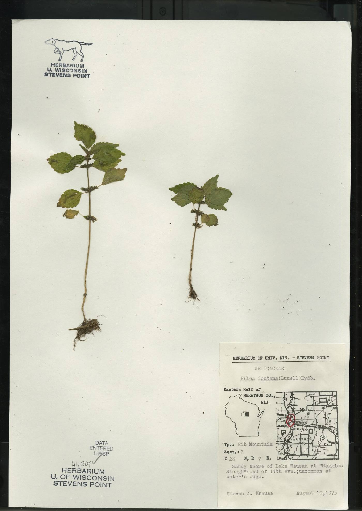 Pilea pumila image