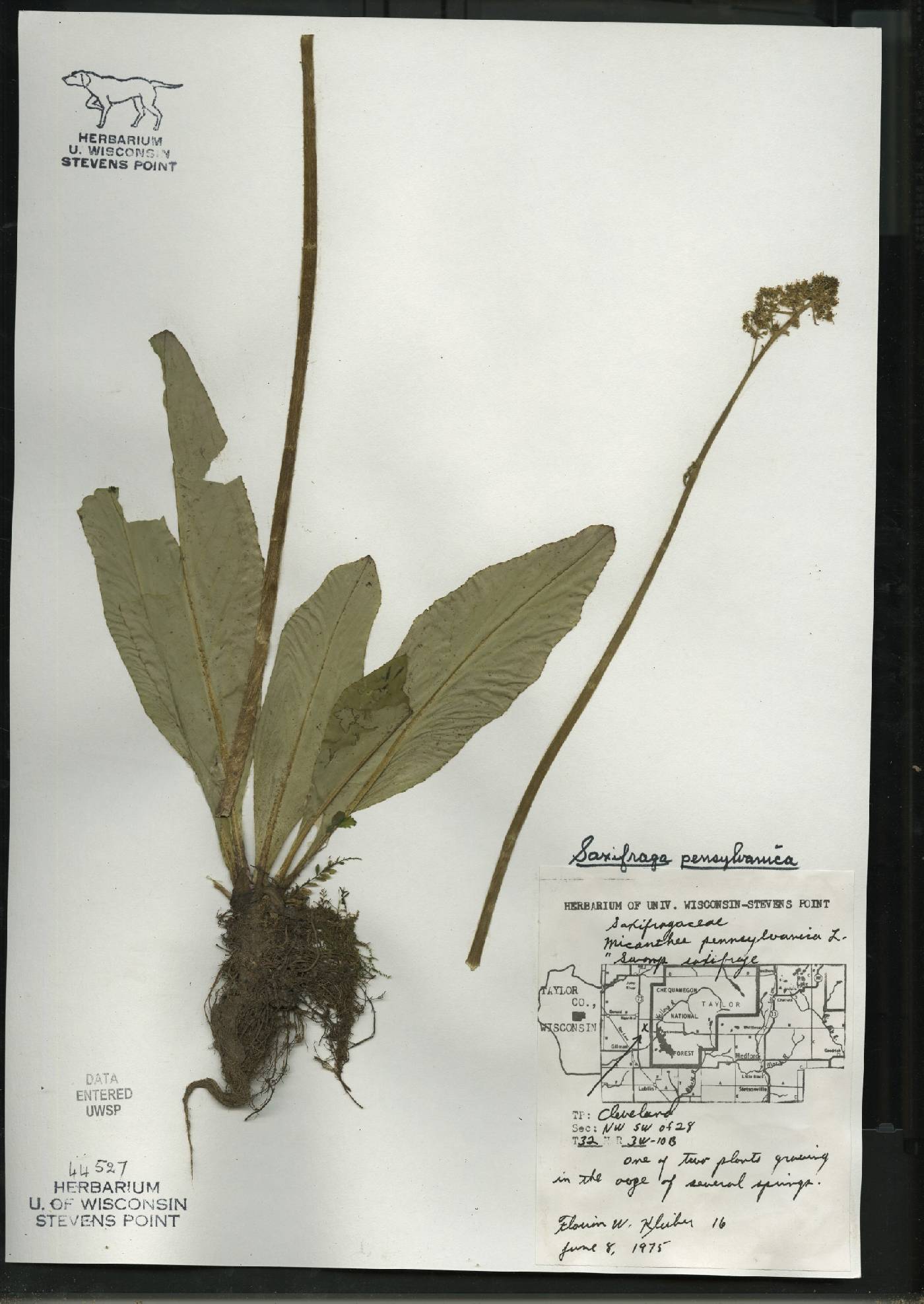 Micranthes pensylvanica image