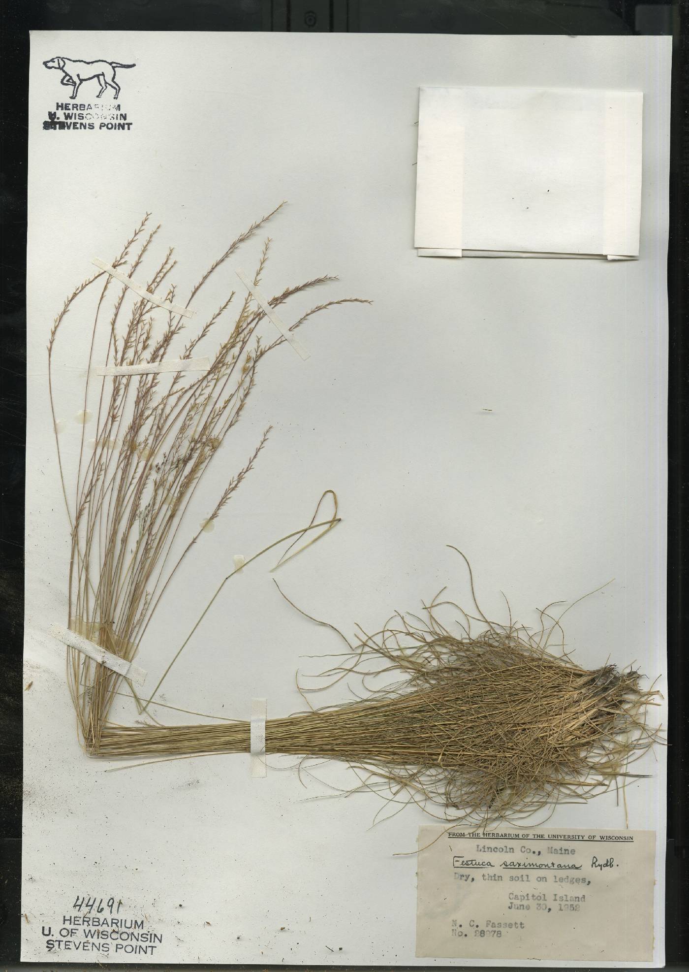 Festuca saximontana subsp. saximontana image