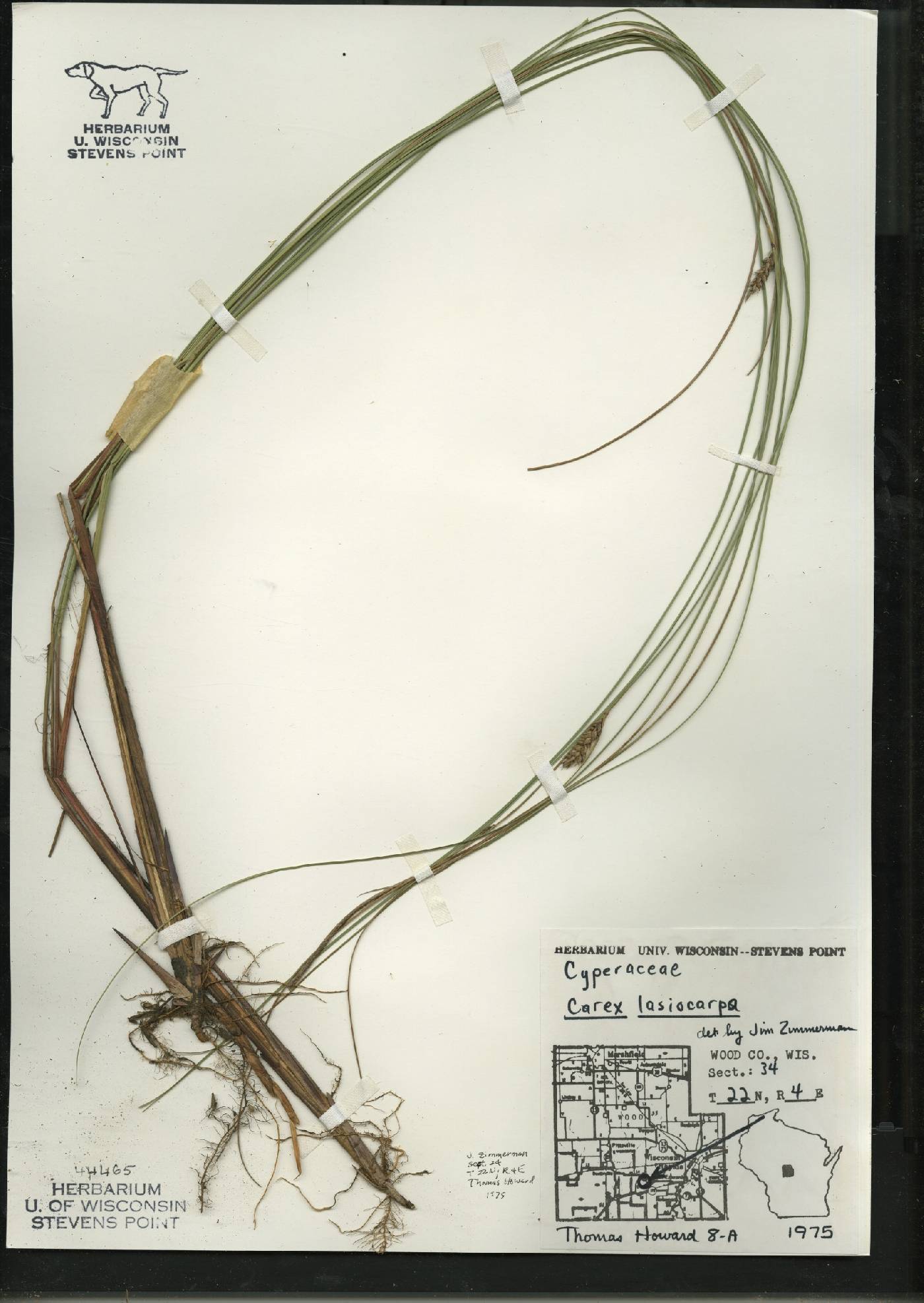 Carex lasiocarpa subsp. americana image