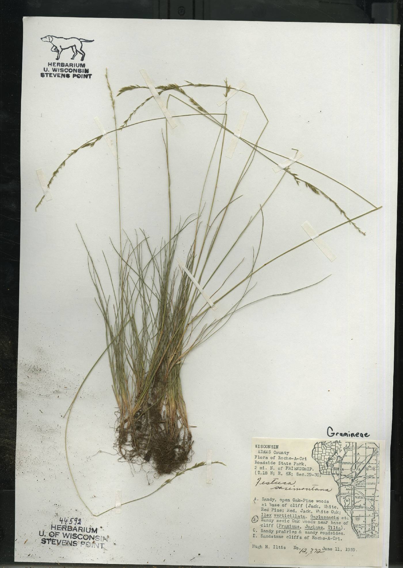 Festuca saximontana subsp. saximontana image