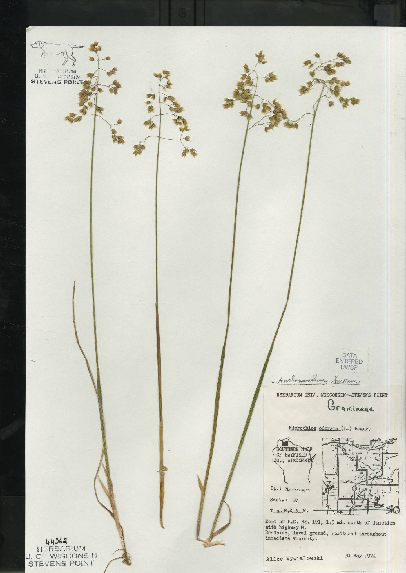 Anthoxanthum hirtum subsp. arcticum image