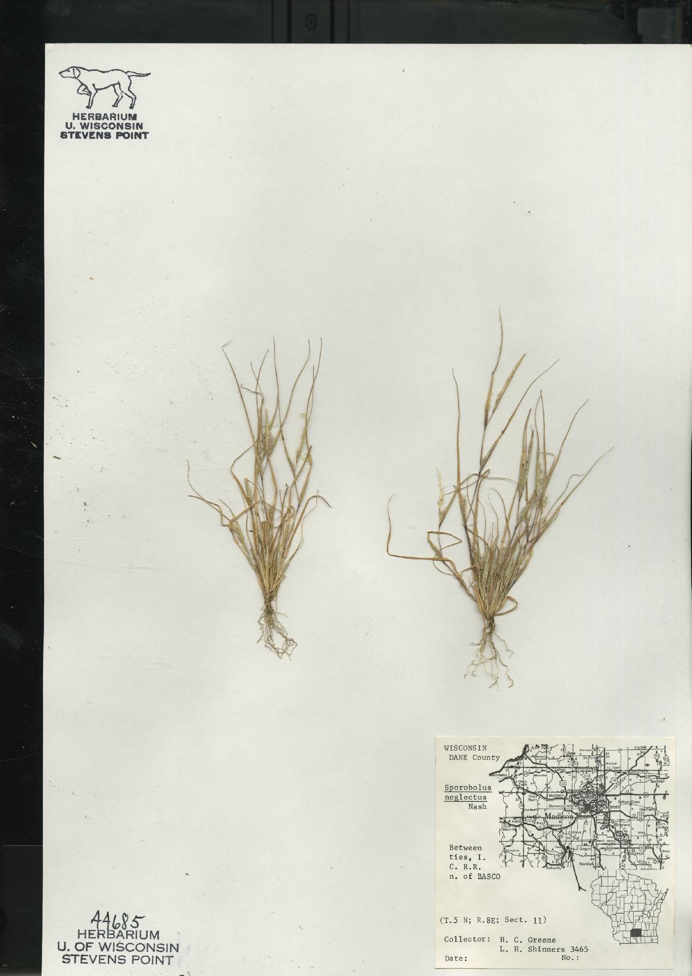 Sporobolus neglectus image