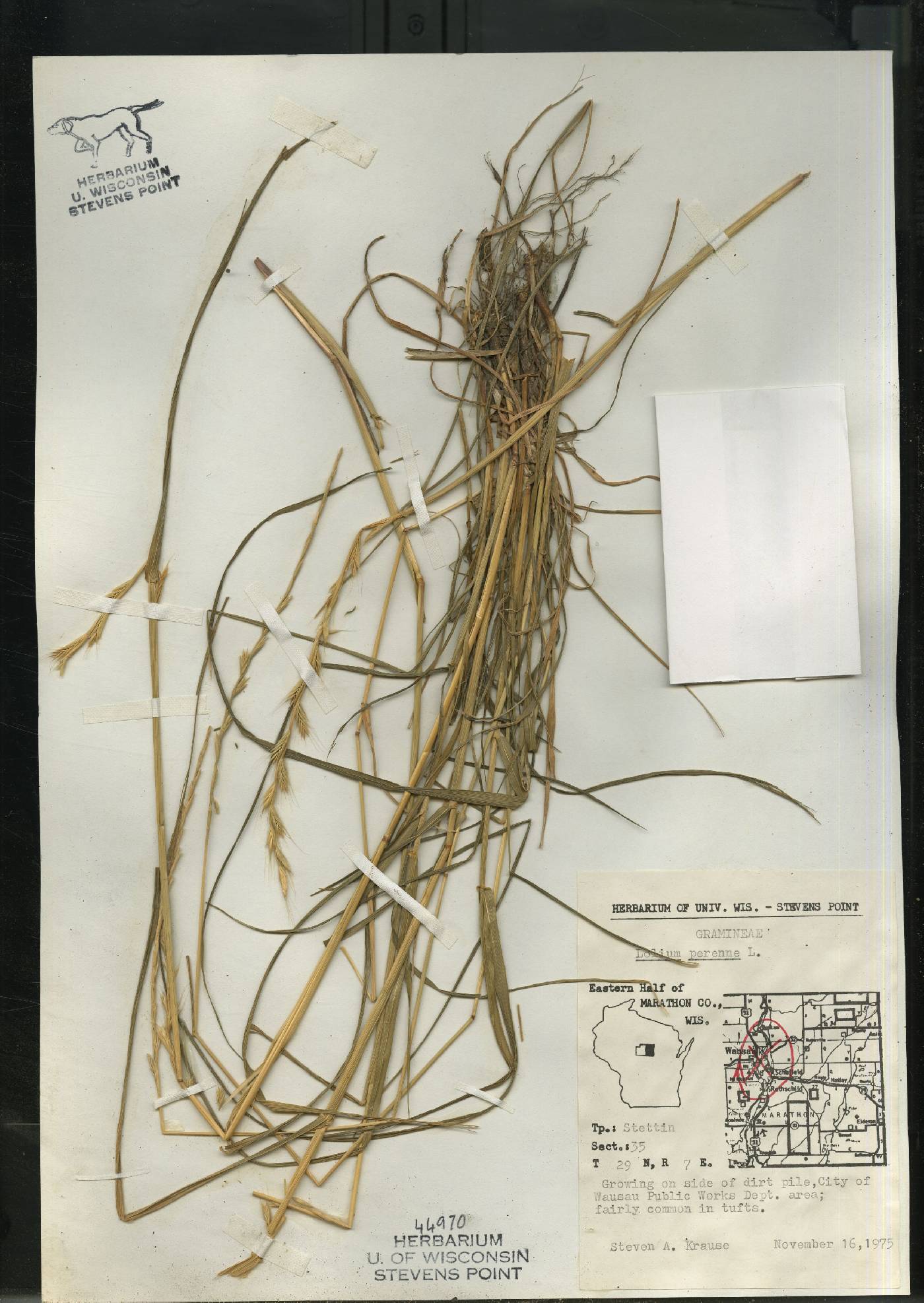 Lolium perenne image