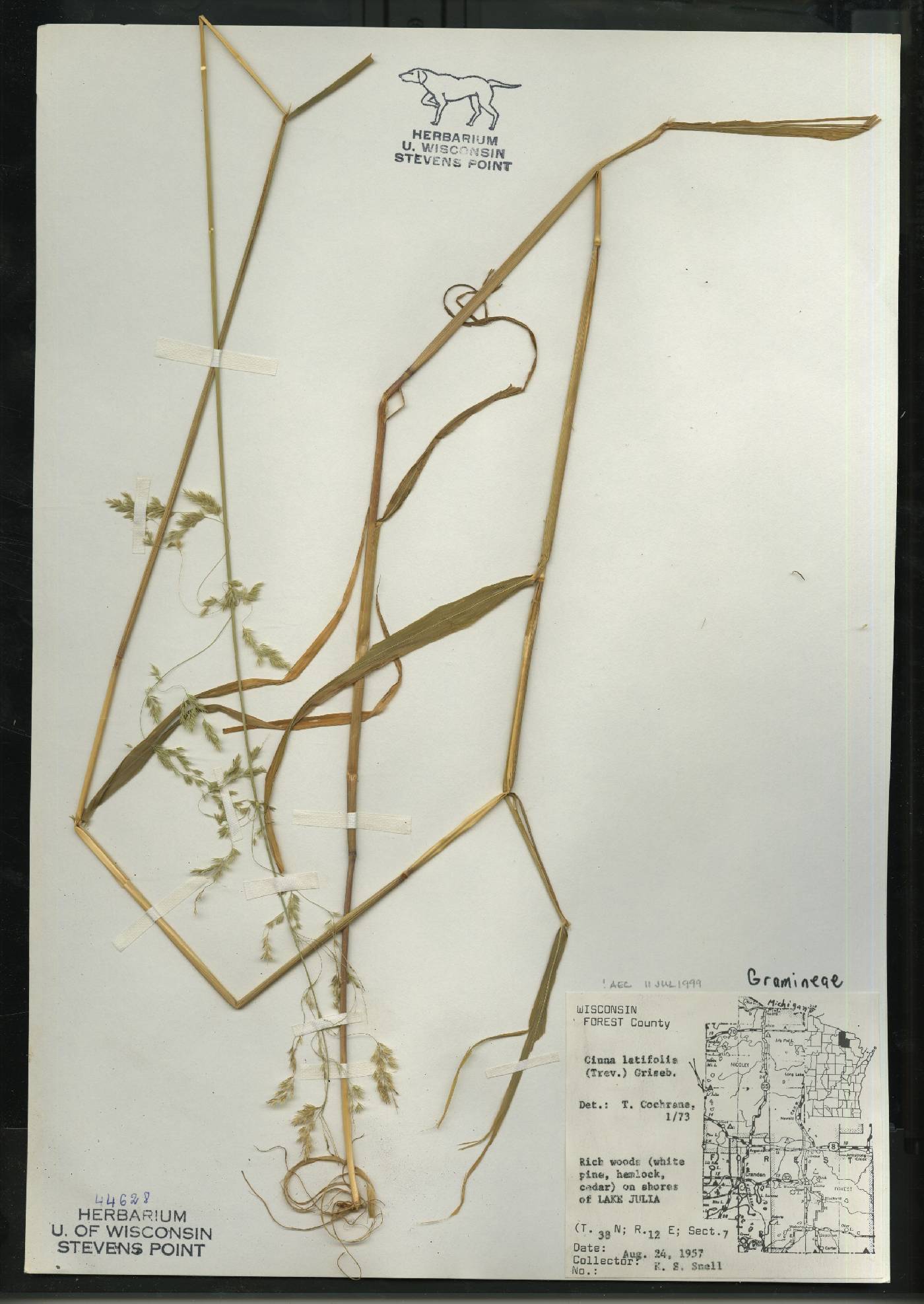 Cinna latifolia image
