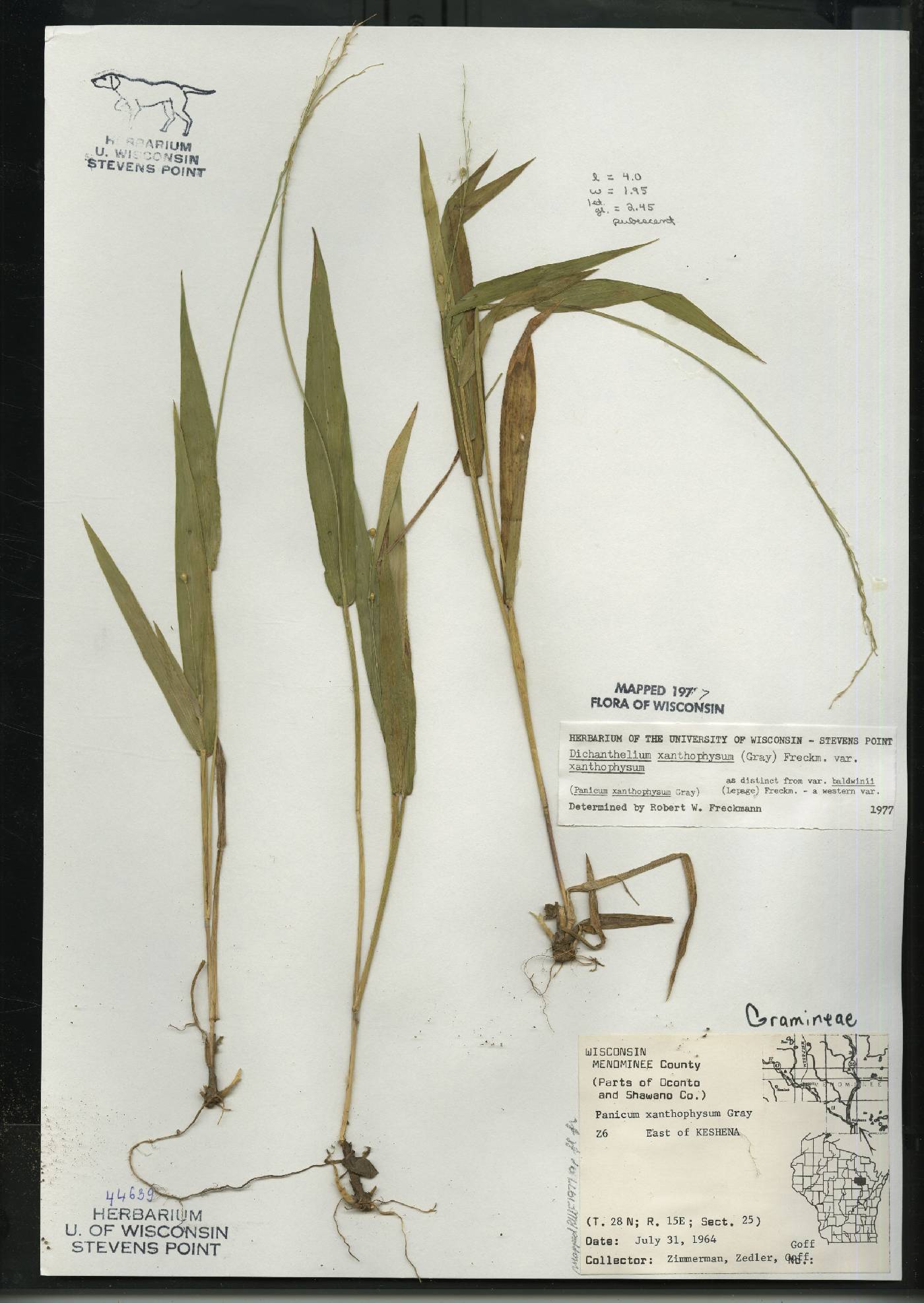 Dichanthelium xanthophysum image